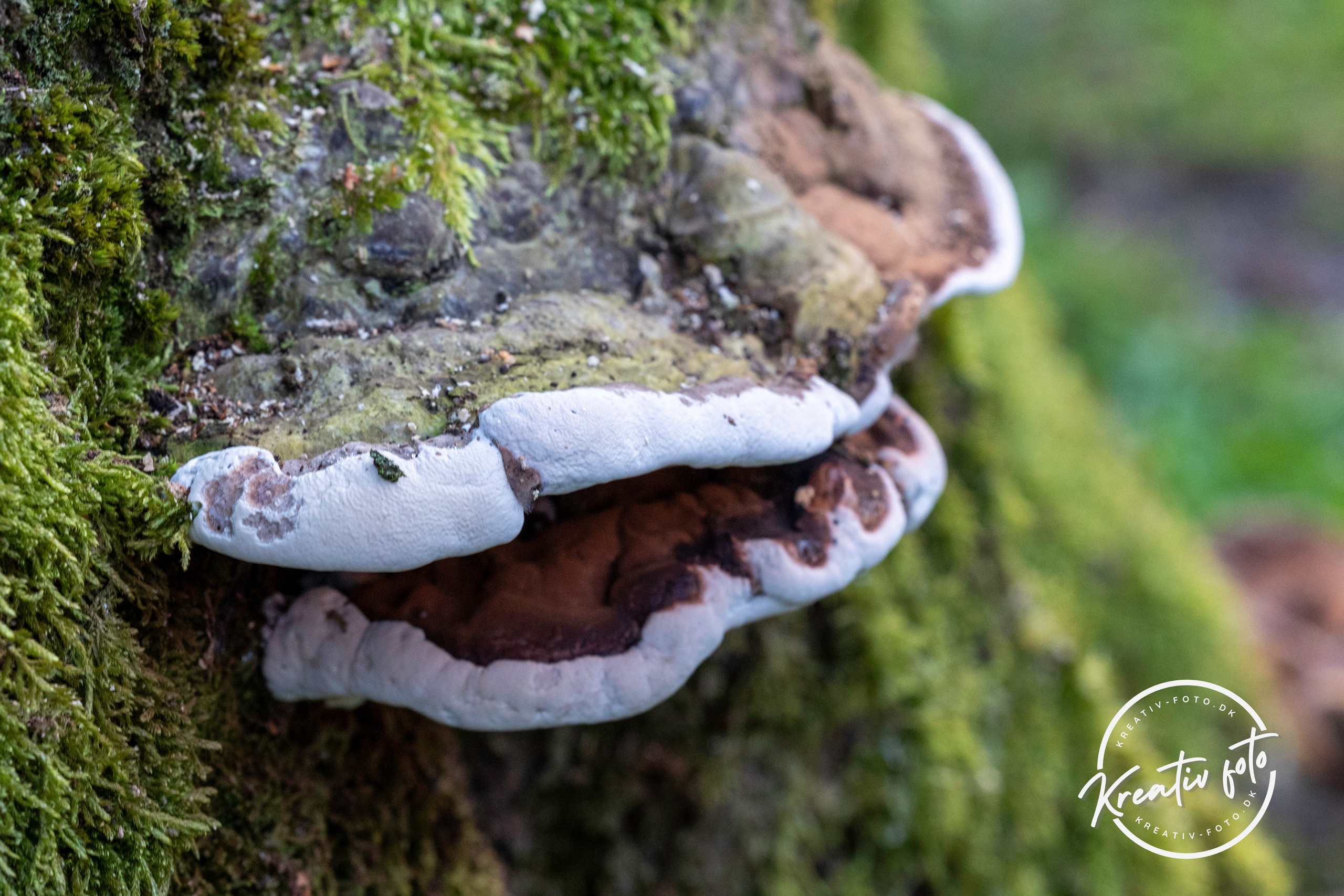Efterår. Fotograf Aarhus | Portrætfoto Århus | Flotte billeder