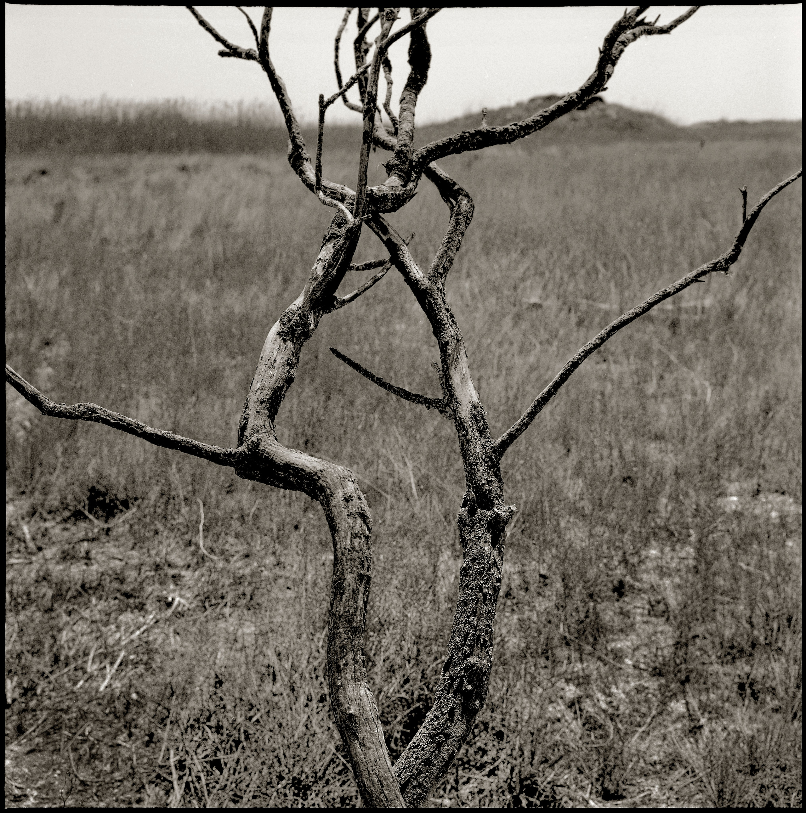 NATURE. Www.sananaleskerov.com