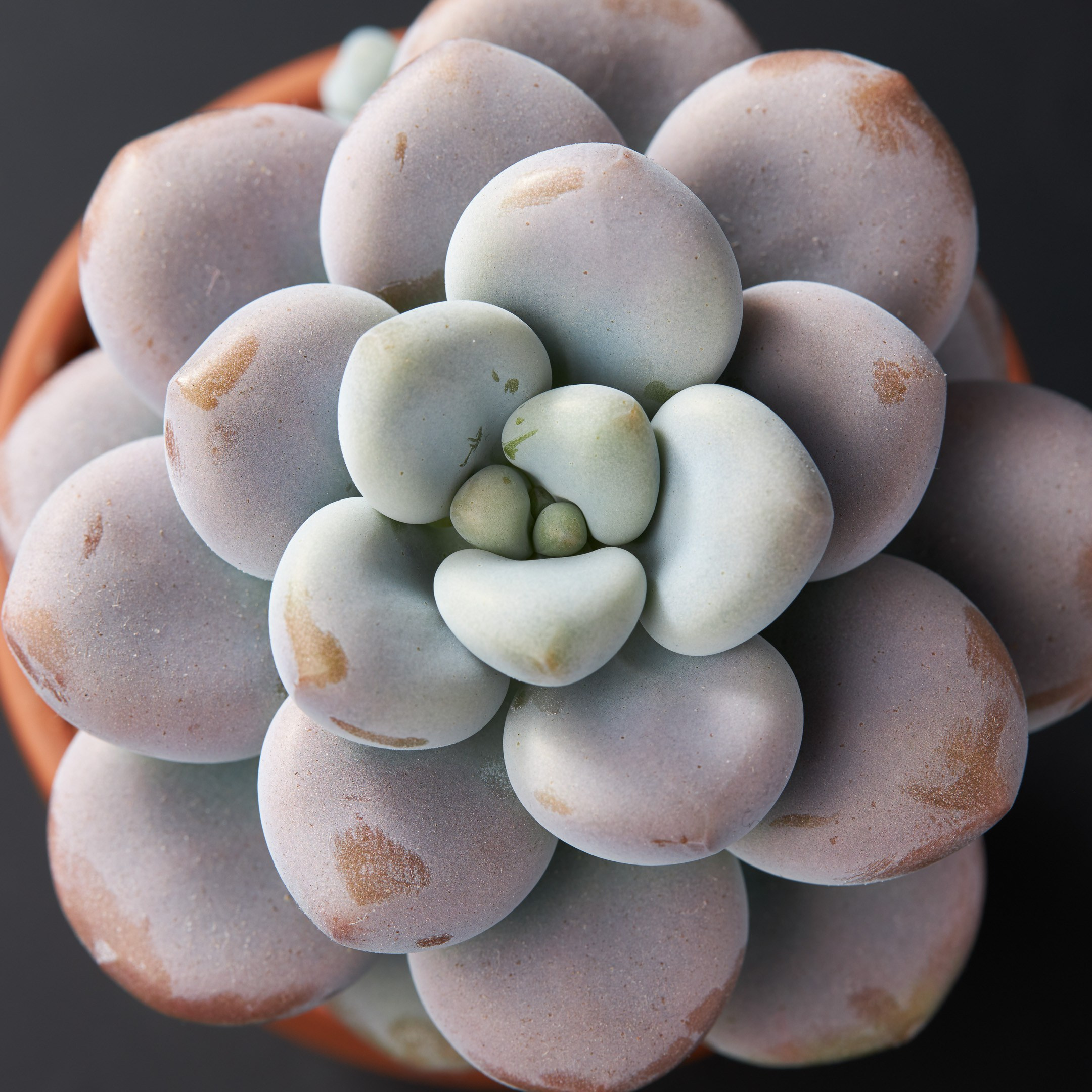 Decorative succulent topview - photographer Andrey Dunin