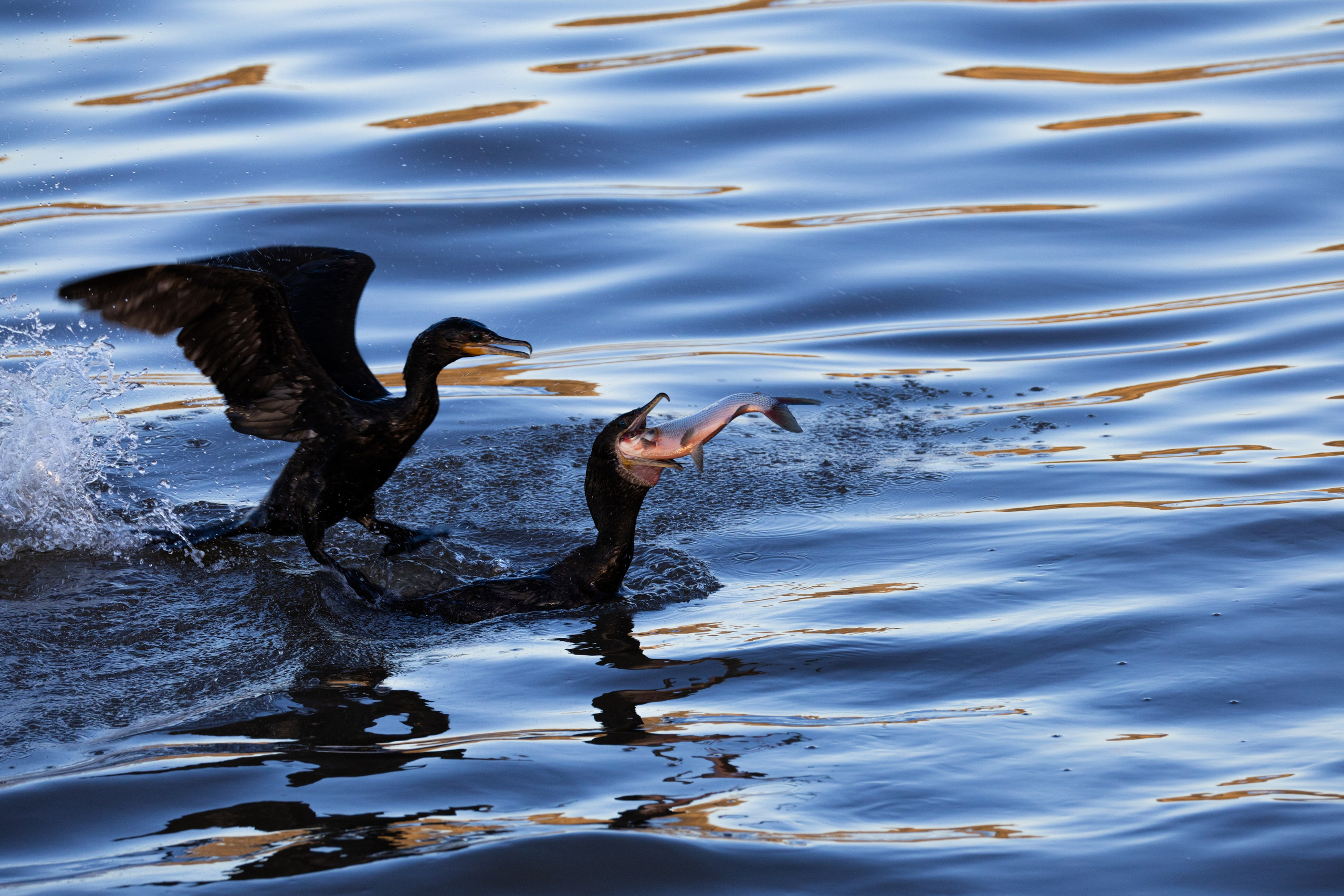 WildLife. Фотограф в Буэнос-Айресе