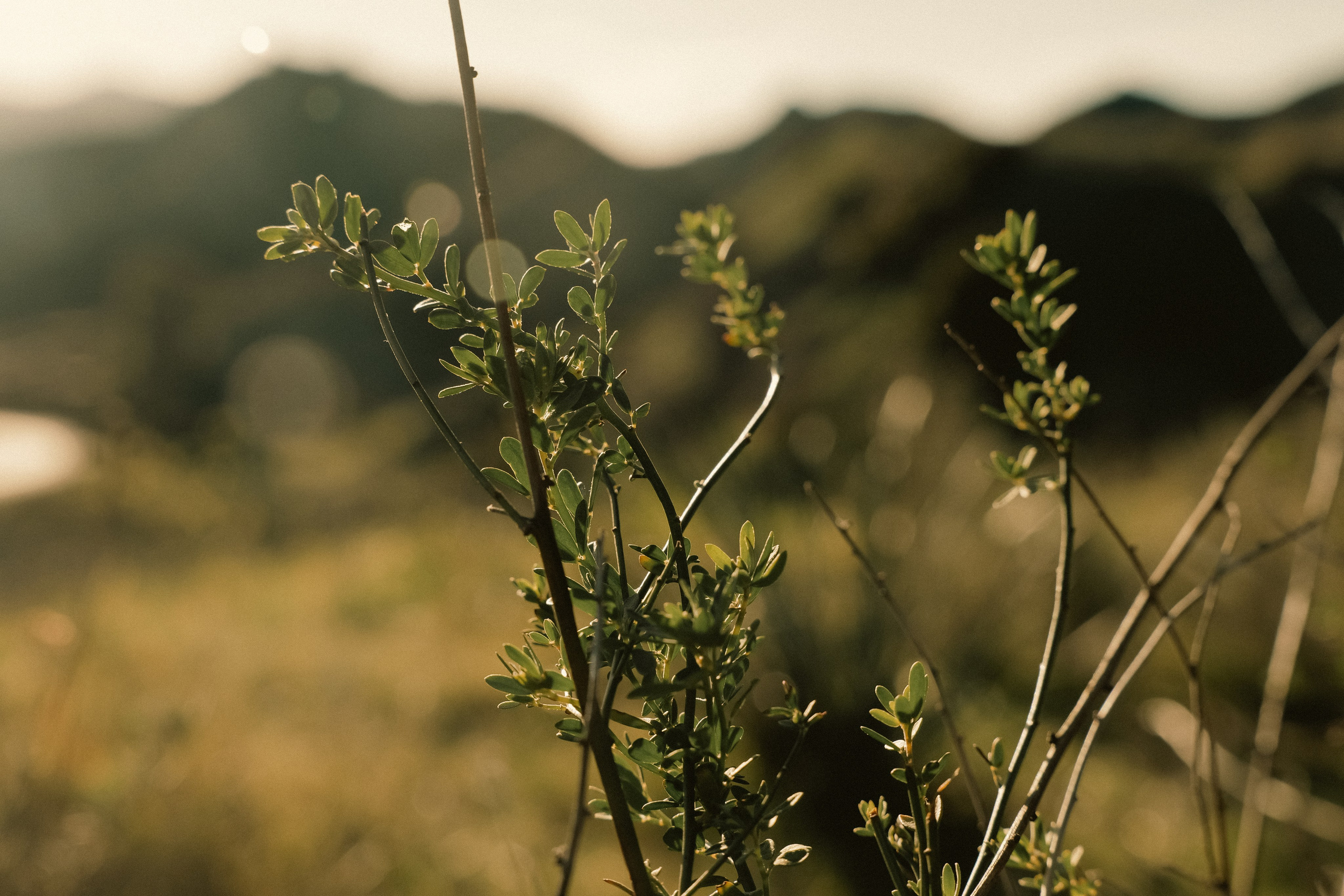 In the rays of the sun (CA). Photographer New York / Los Angeles