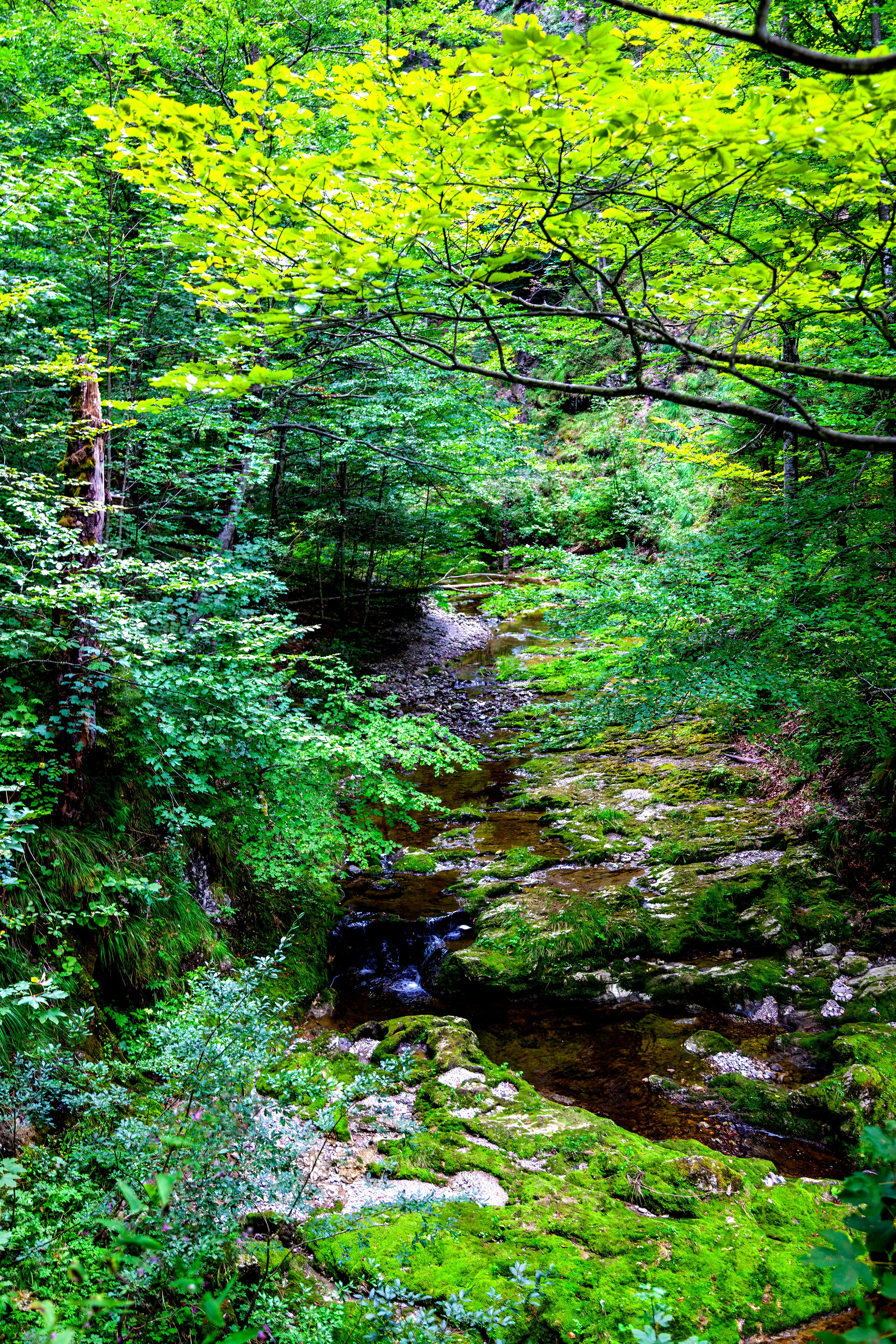 197.Ötscher Base Nature Park.Austria.21.8.2025. Путешествия в формате 360......