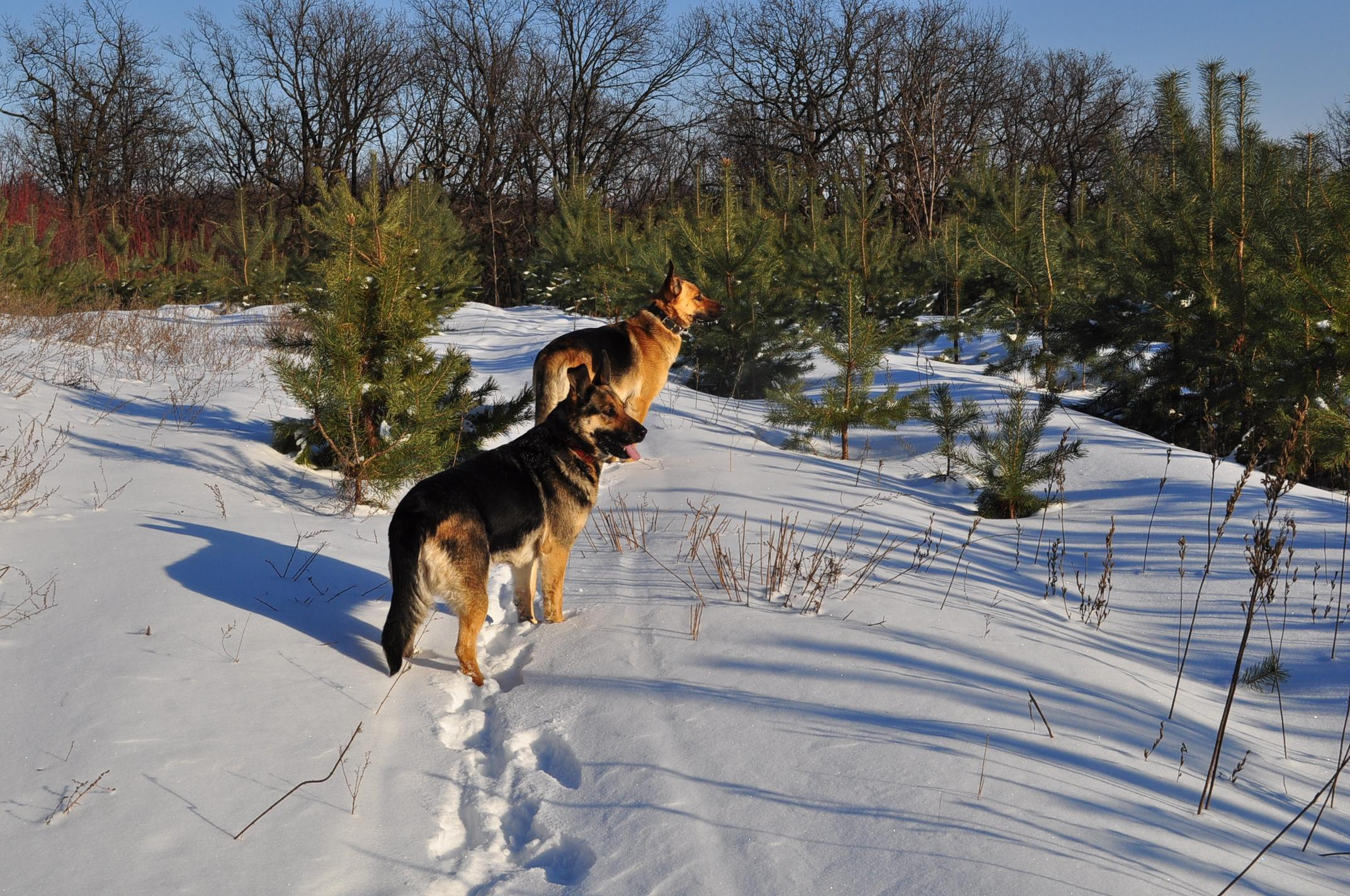 Pets. Wedding & family photographer in Dorset, England. Nataliia Honcharenko