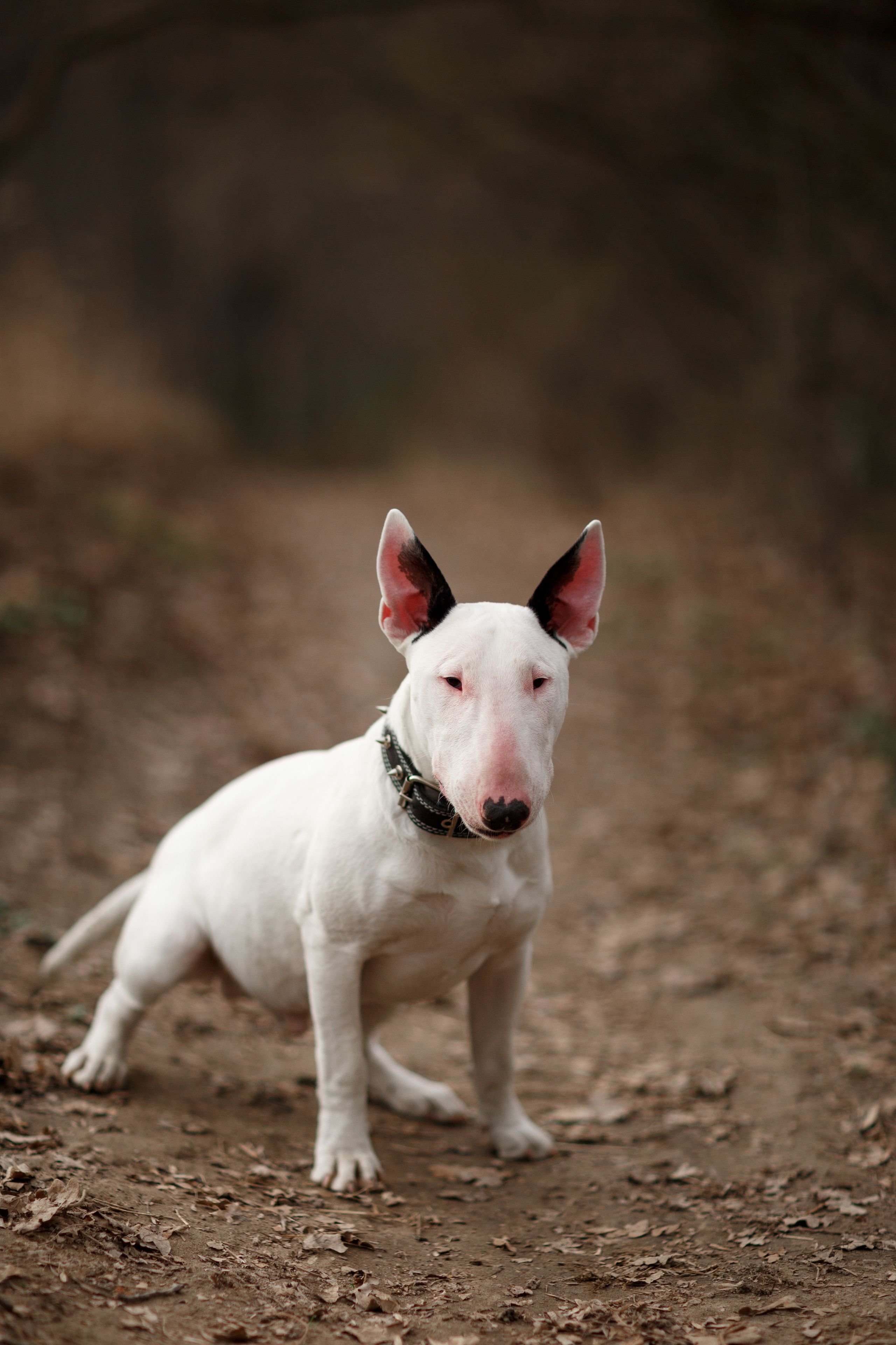 Pets. Wedding & family photographer in Dorset, England. Nataliia Honcharenko