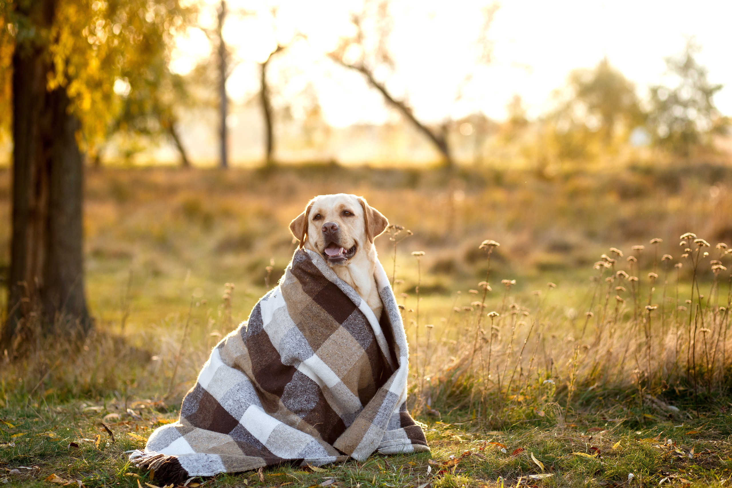 Pets. Wedding & family photographer in Dorset, England. Nataliia Honcharenko
