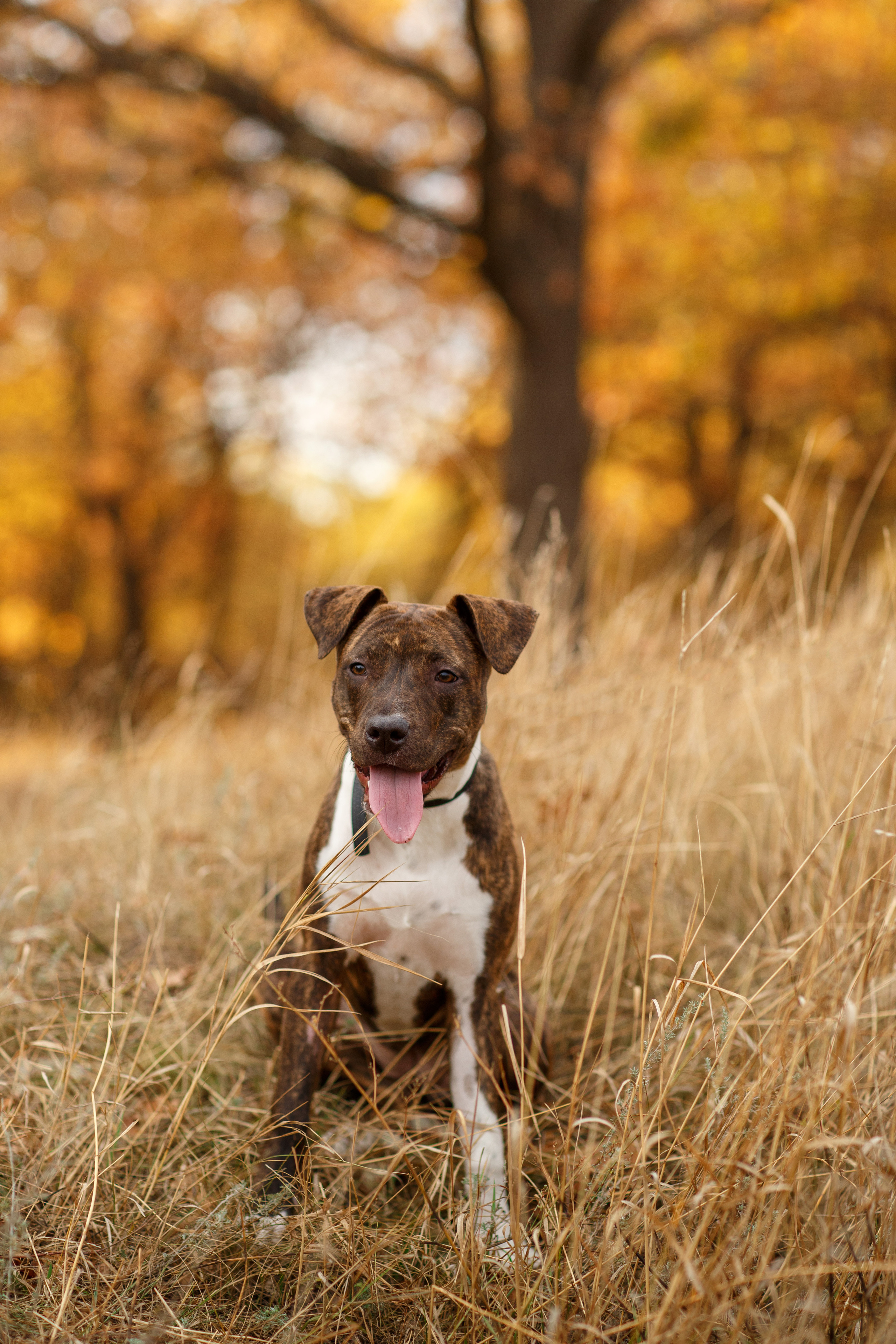 Pets. Wedding & family photographer in Dorset, England. Nataliia Honcharenko