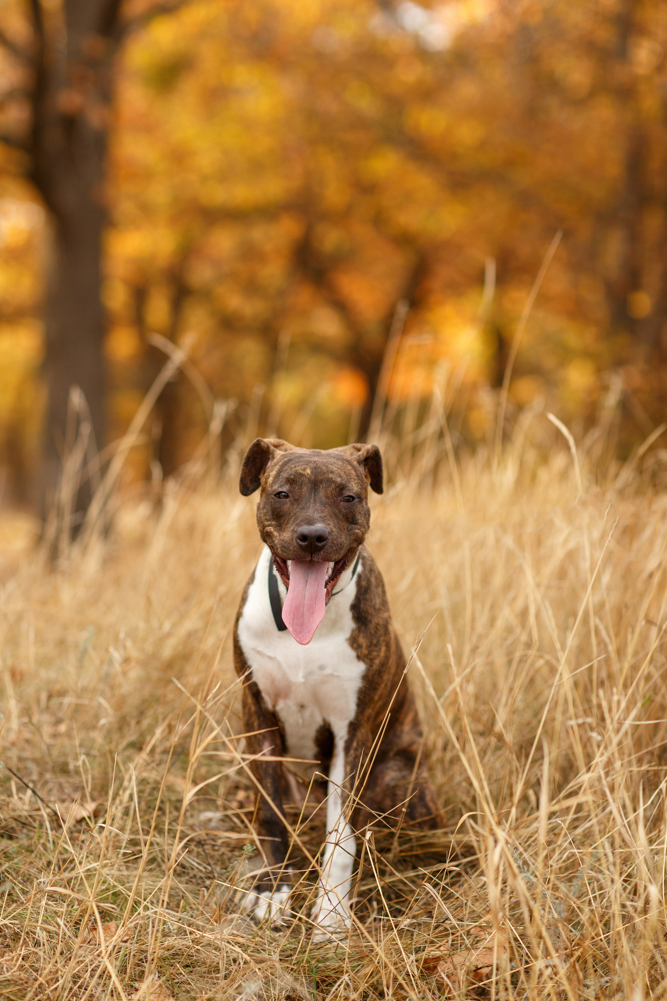Pets. Wedding & family photographer in Dorset, England. Nataliia Honcharenko