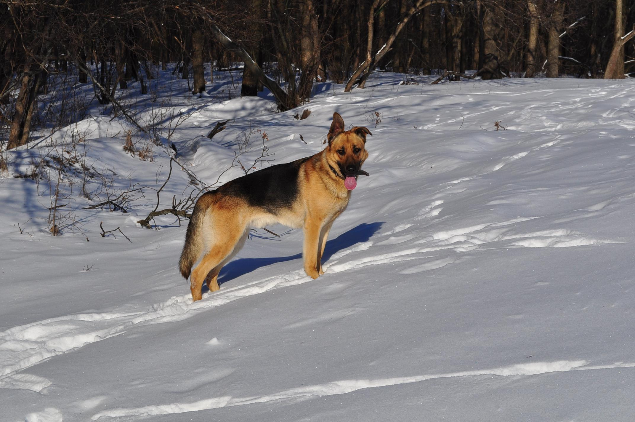 Pets. Wedding & family photographer in Dorset, England. Nataliia Honcharenko