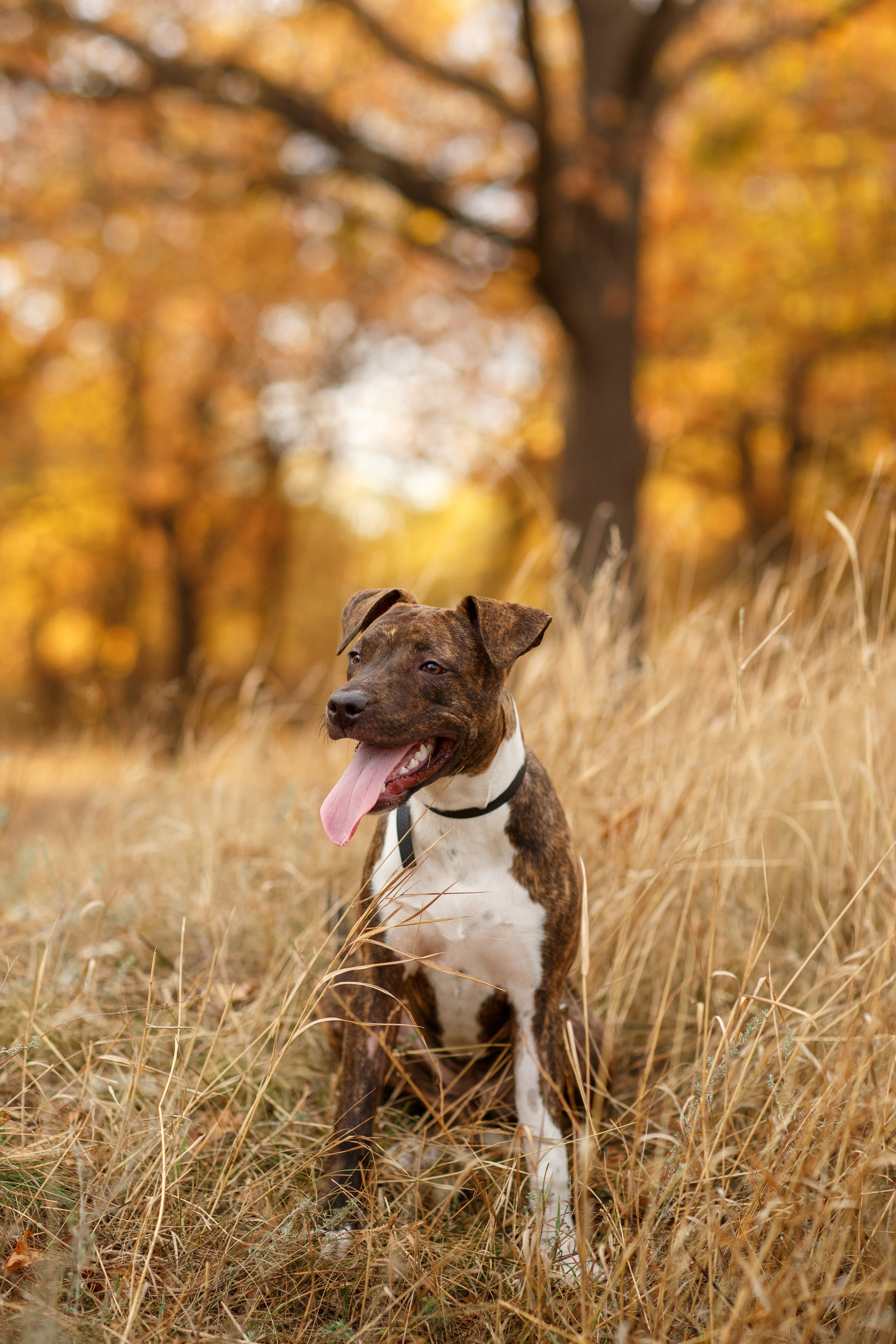 Pets. Wedding & family photographer in Dorset, England. Nataliia Honcharenko