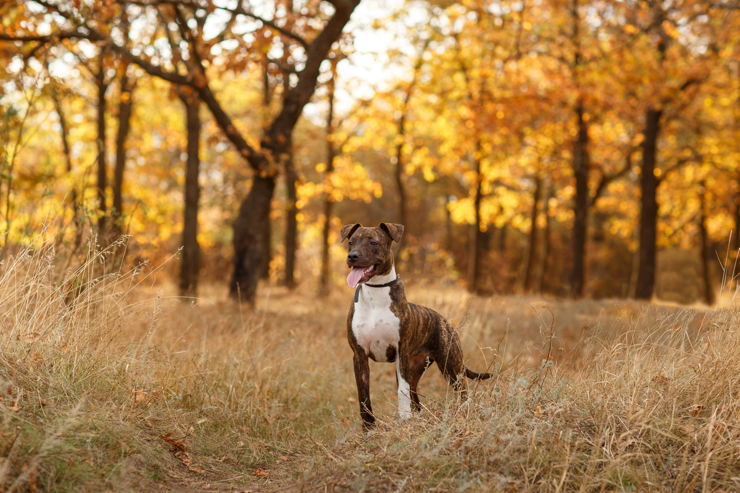 Pets. Wedding & family photographer in Dorset, England. Nataliia Honcharenko