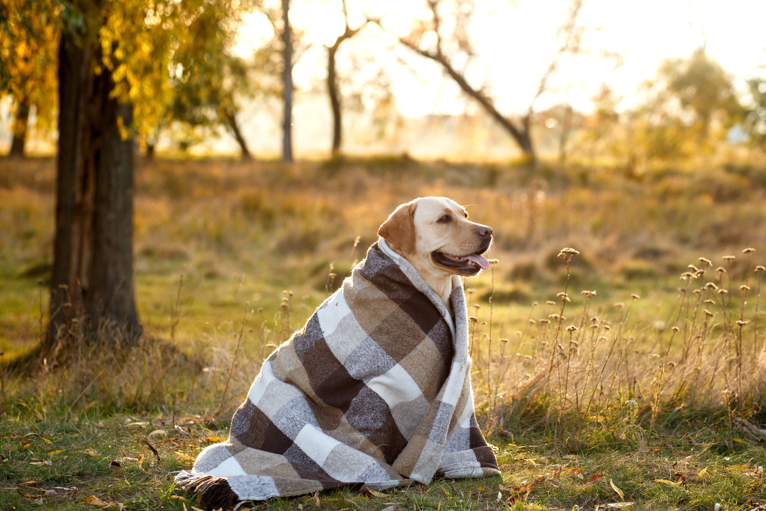 Pets. Wedding & family photographer in Dorset, England. Nataliia Honcharenko