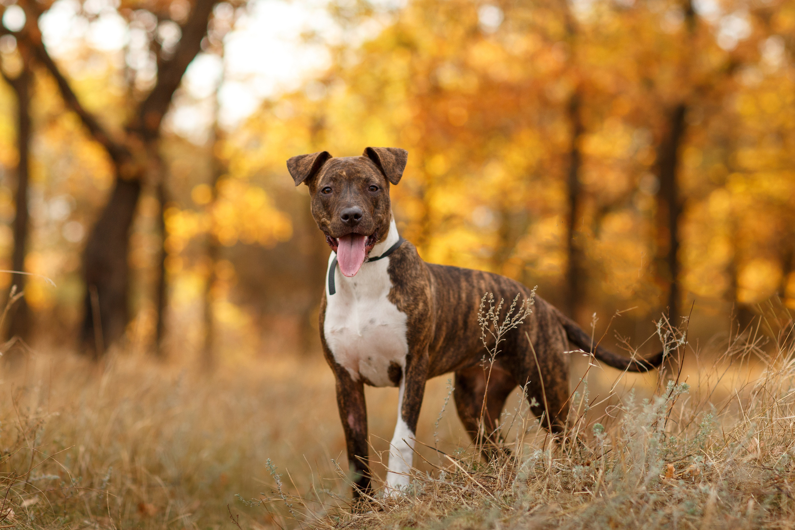 Pets. Wedding & family photographer in Dorset, England. Nataliia Honcharenko