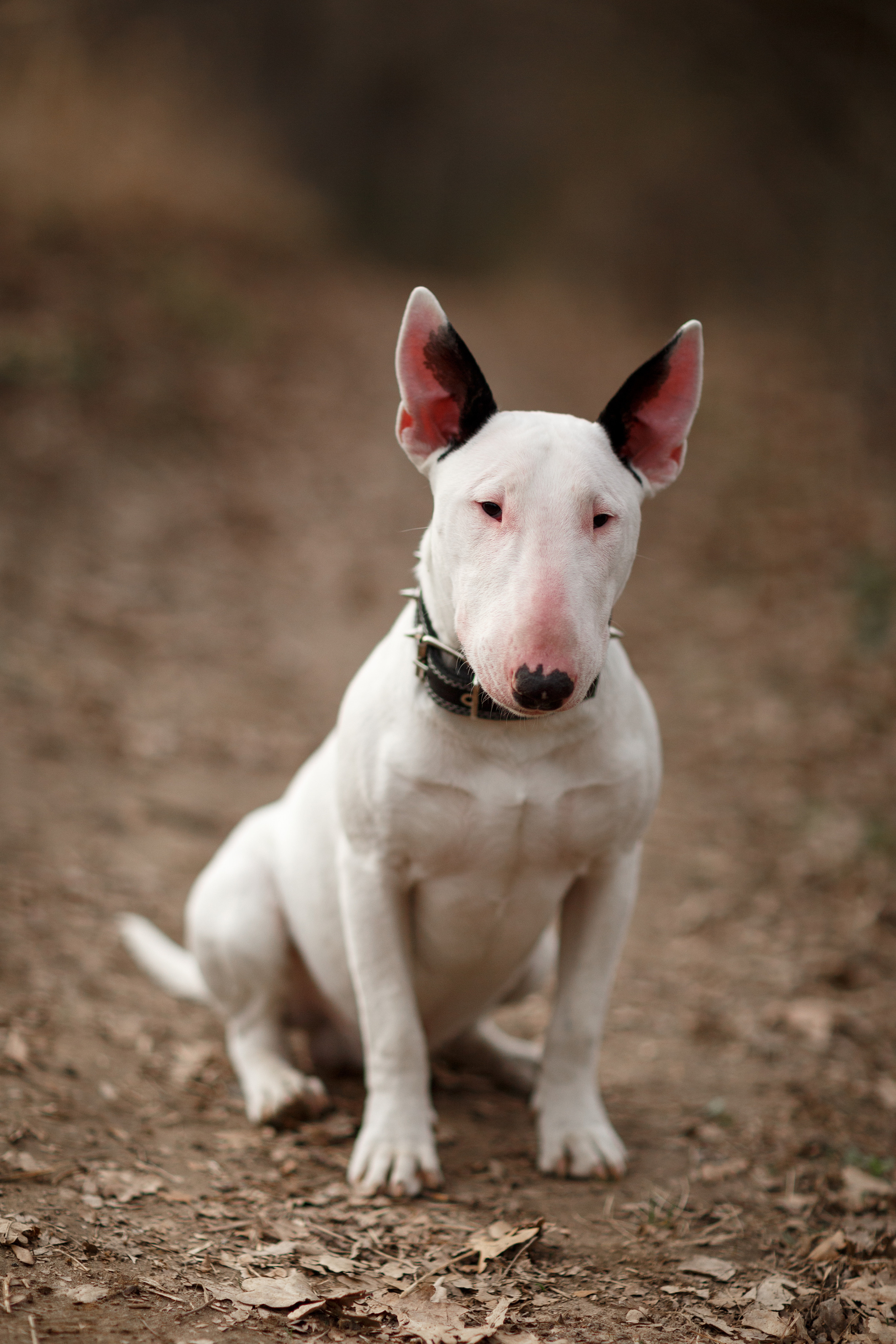Pets. Wedding & family photographer in Dorset, England. Nataliia Honcharenko