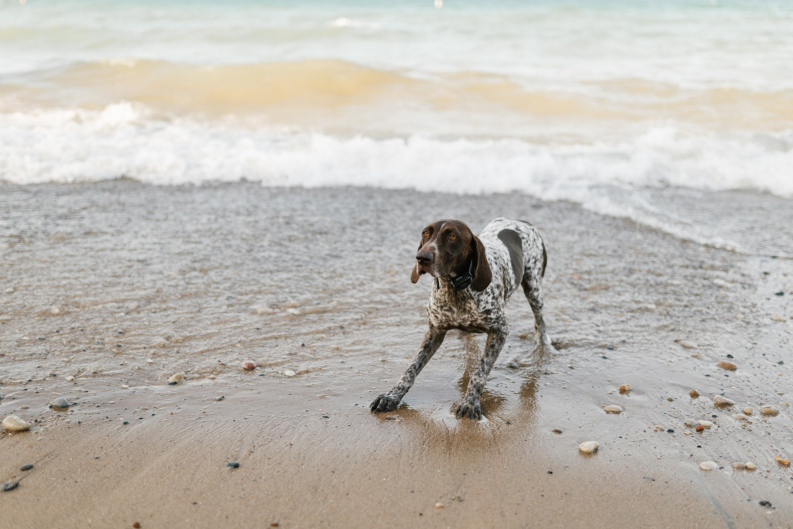 08.17.25 Family Photoshoot. Wedding family event photographer in Chicago Nick Yushevich