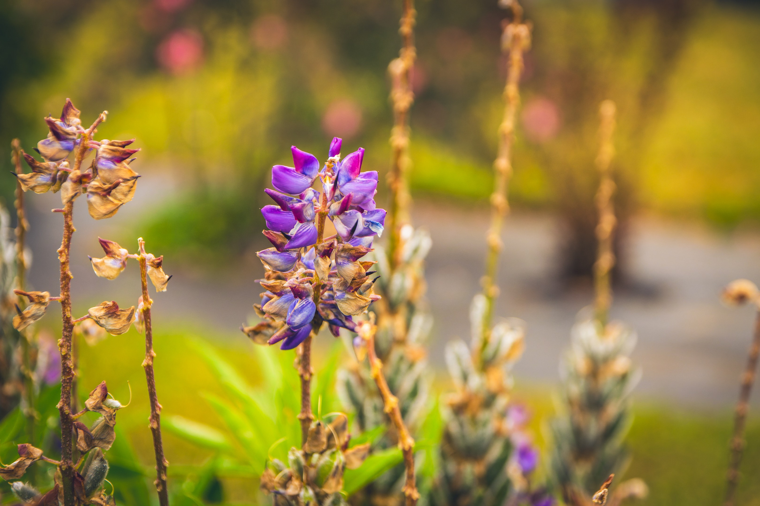 Saarema, reis. Nebula 25 — Fotod teie hingele