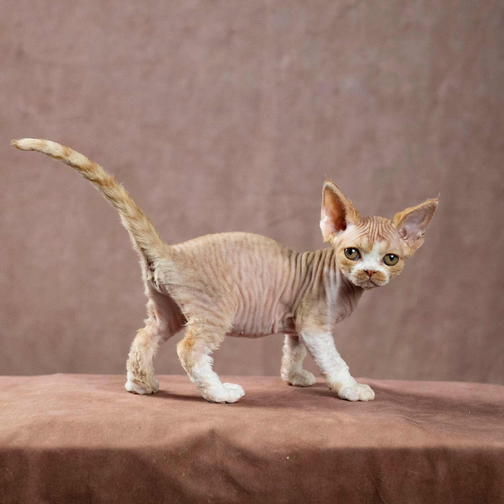 Dobby, boy. Devon Rex Pixie Cattery