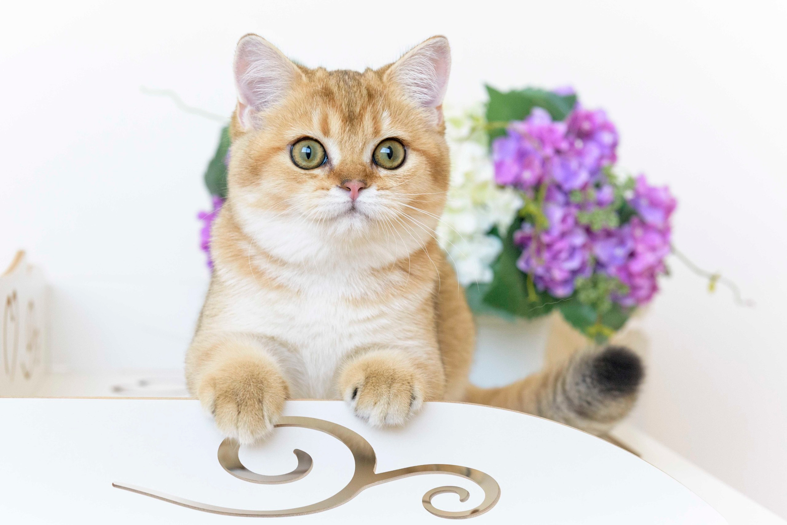 Εκτροφειο βρετανικης κοντότριχης γατας στην Ελλαδα, εκτροφειο british shorthair Αθηνα, εκτροφείο βρετανικής κοντότριχης στην Αθήνα, βρετανικη κοντοτριχη τσιντσιλα, χρυση βρετανική γάτα, βρετανική κοντότριχη γάτα με pedigree, βρετανική κοντότριχη γάτα τιμή, βρετανική μακρύτριχη γάτα, εκτροφείο βρετανικής κοντότριχης γάτας στην Κύπρο, βρετανική γάτα στην Κύπρο τιμή, χρυσή βρετανική γάτα στην Κύπρο, χρυσή βρετανική γάτα Λεμεσός, εκτροφειο βρετανικης γατας Λεμεσος, βρετανικο γατακι τιμη Λεμεσος, βρετανικο γατακι τιμη, βρετανικη γατα Κυπρος, βρετανικη κοντοτριχη γατα τιμη, εκτροφειο βρετανικης κοντοτριχης Θεσσαλονικη