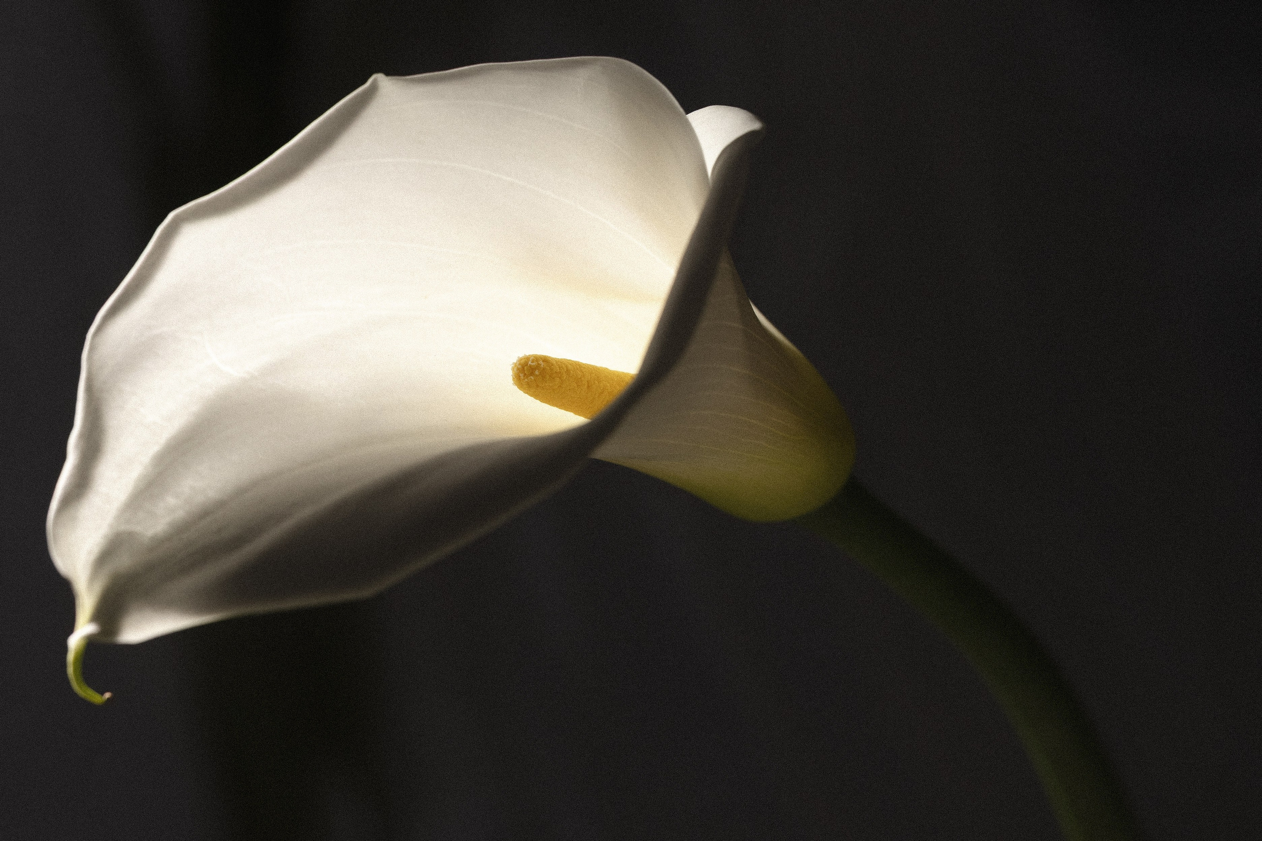 Aman & Leila «Свети другим, но не сгорай». Азимжан Нуритдинходжаев — свадебный фотограф