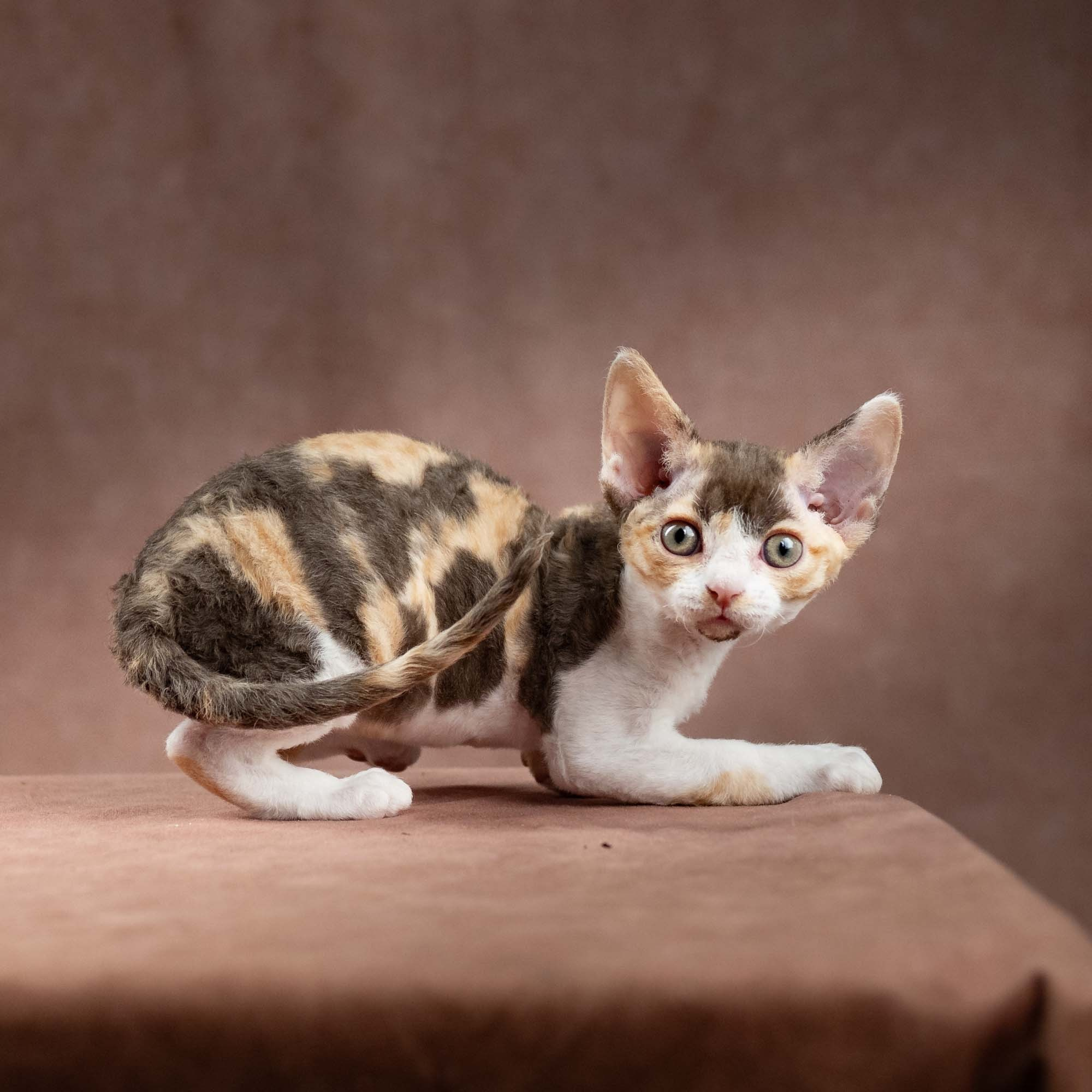 Dixie, girl, born on 06.06.24 SOLD. Devon Rex Pixie Cattery