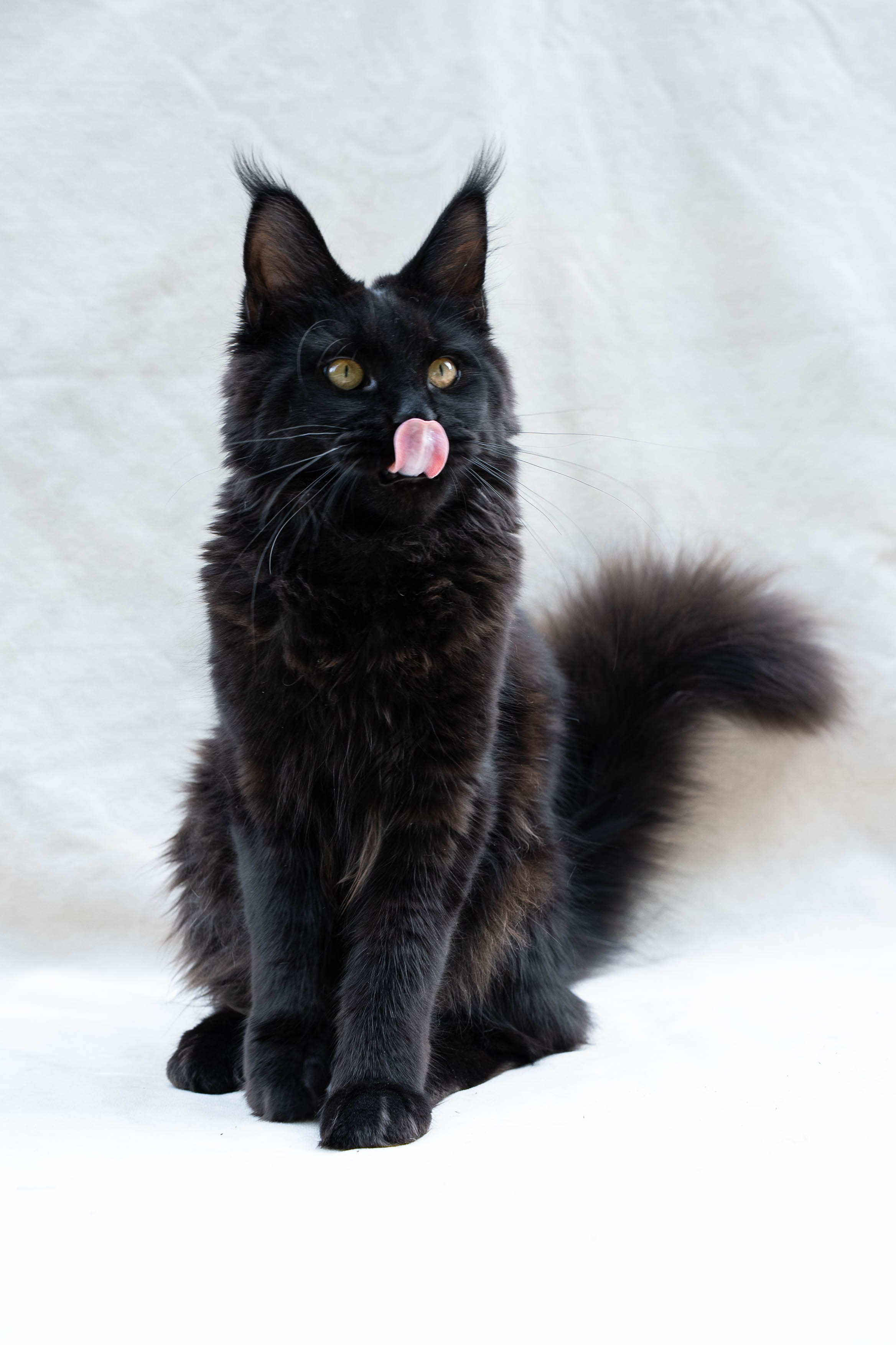 Senator Jetta. Senator Cat — Maine Coon cattery