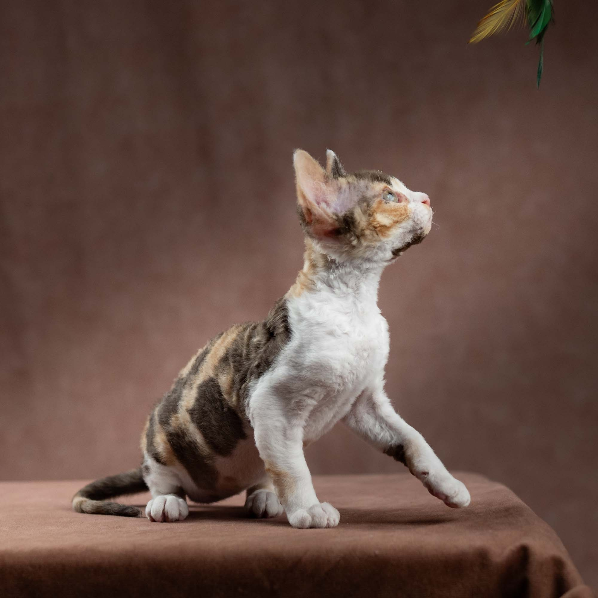 Dixie, girl, born on 06.06.24 SOLD. Devon Rex Pixie Cattery