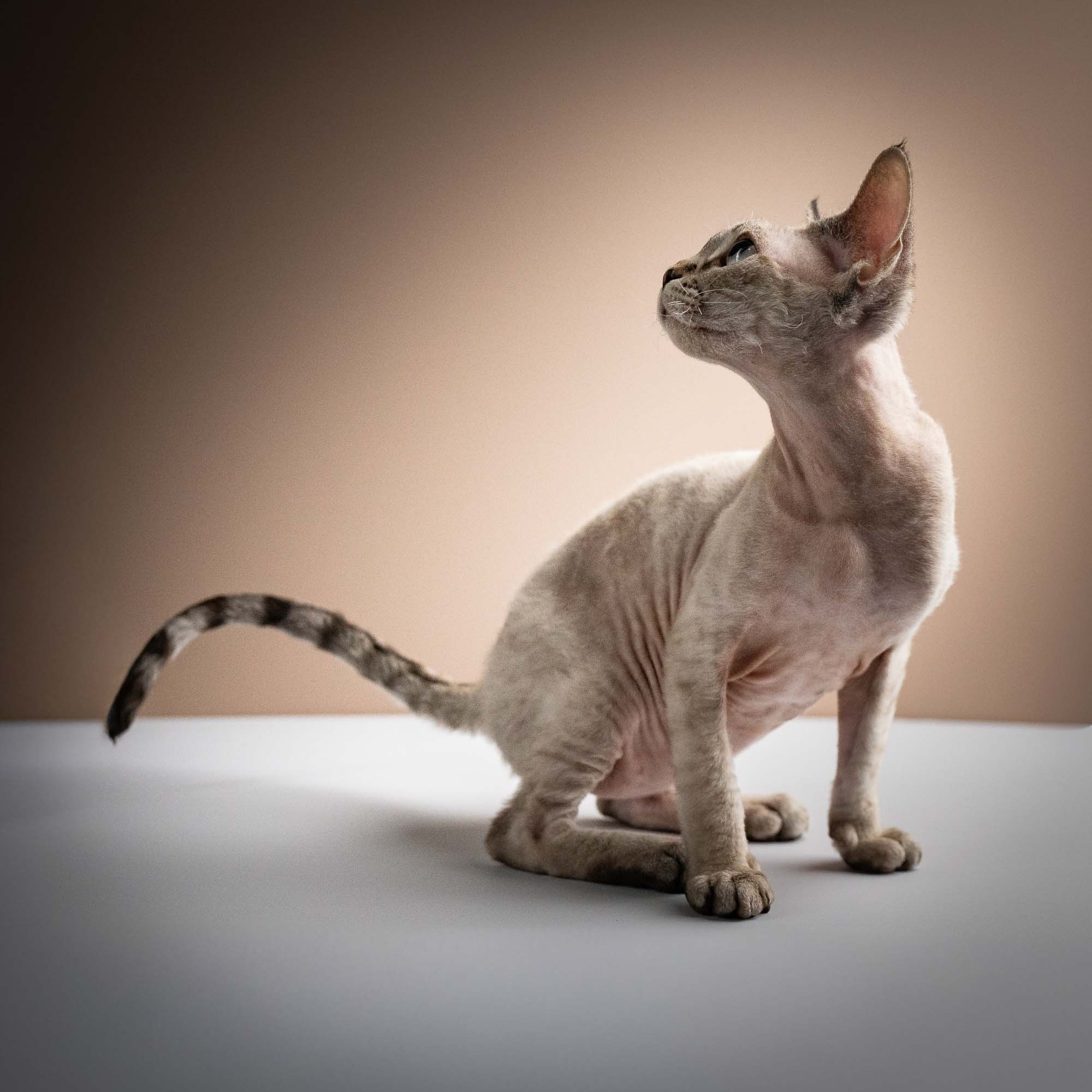 Nellie, girl, born 01.17.26. Devon Rex Pixie Cattery
