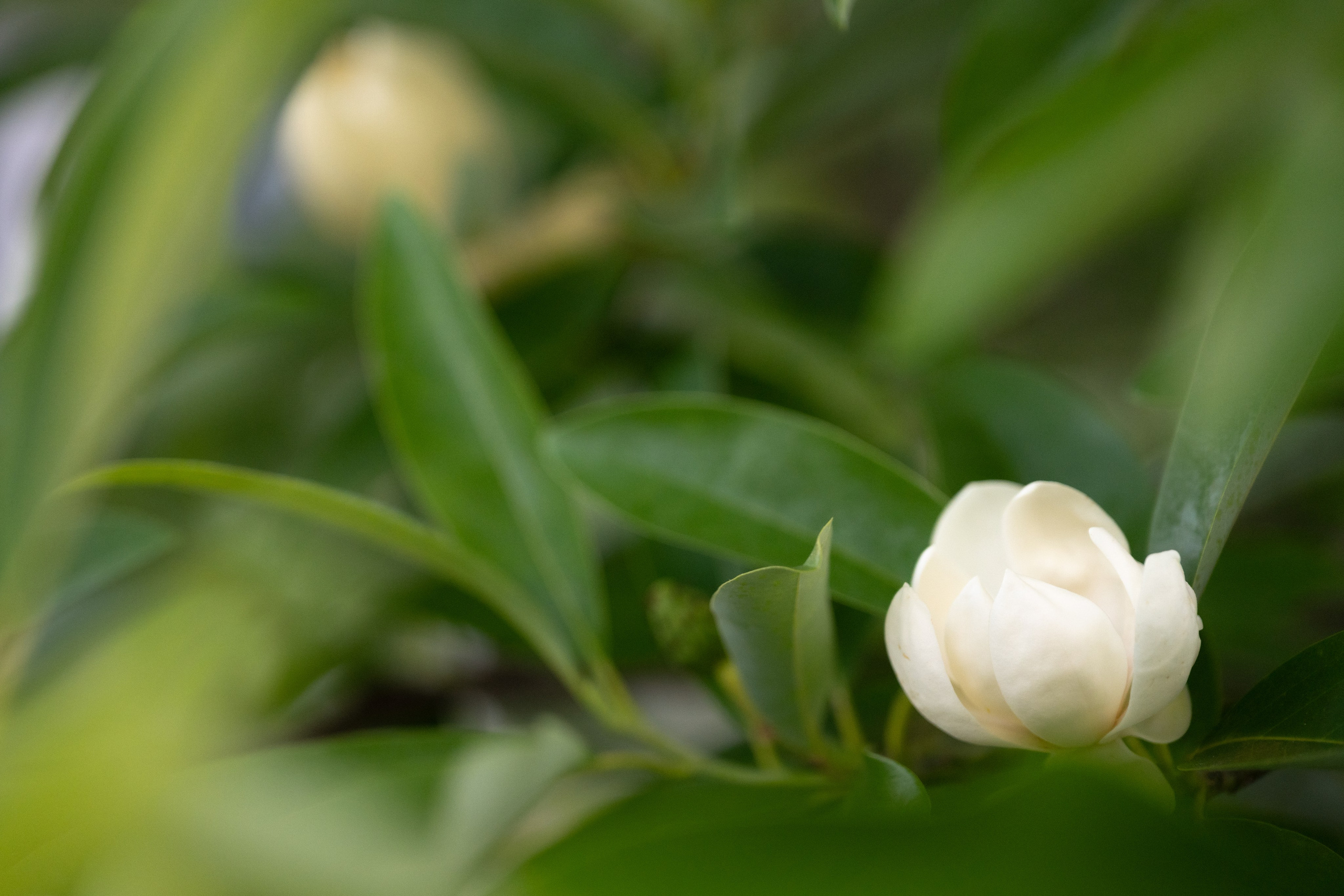 Mandana & Babak. Wedding Photo & Video