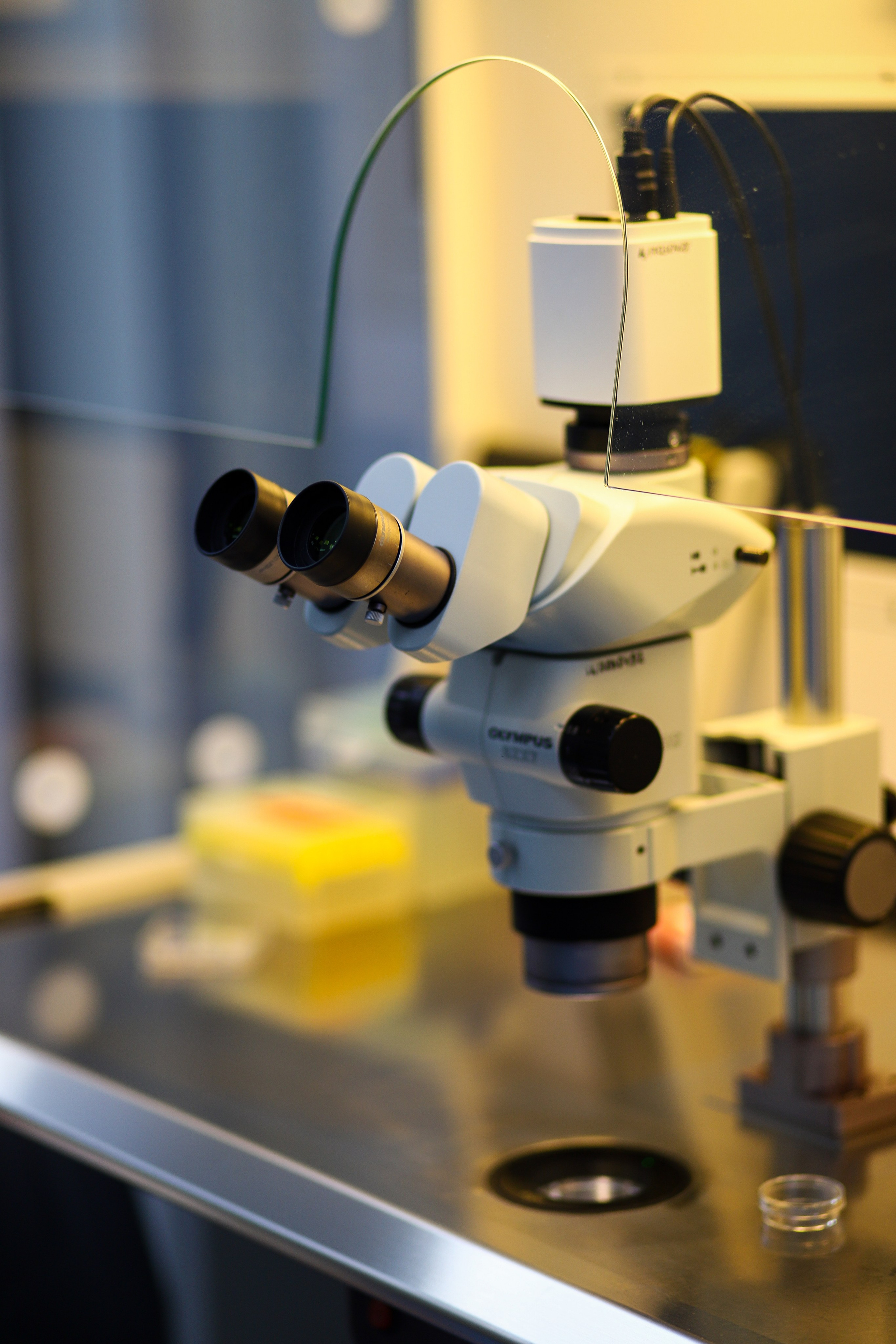 Business. Portrait and family photographer in Fort Collins Dania Gaisina