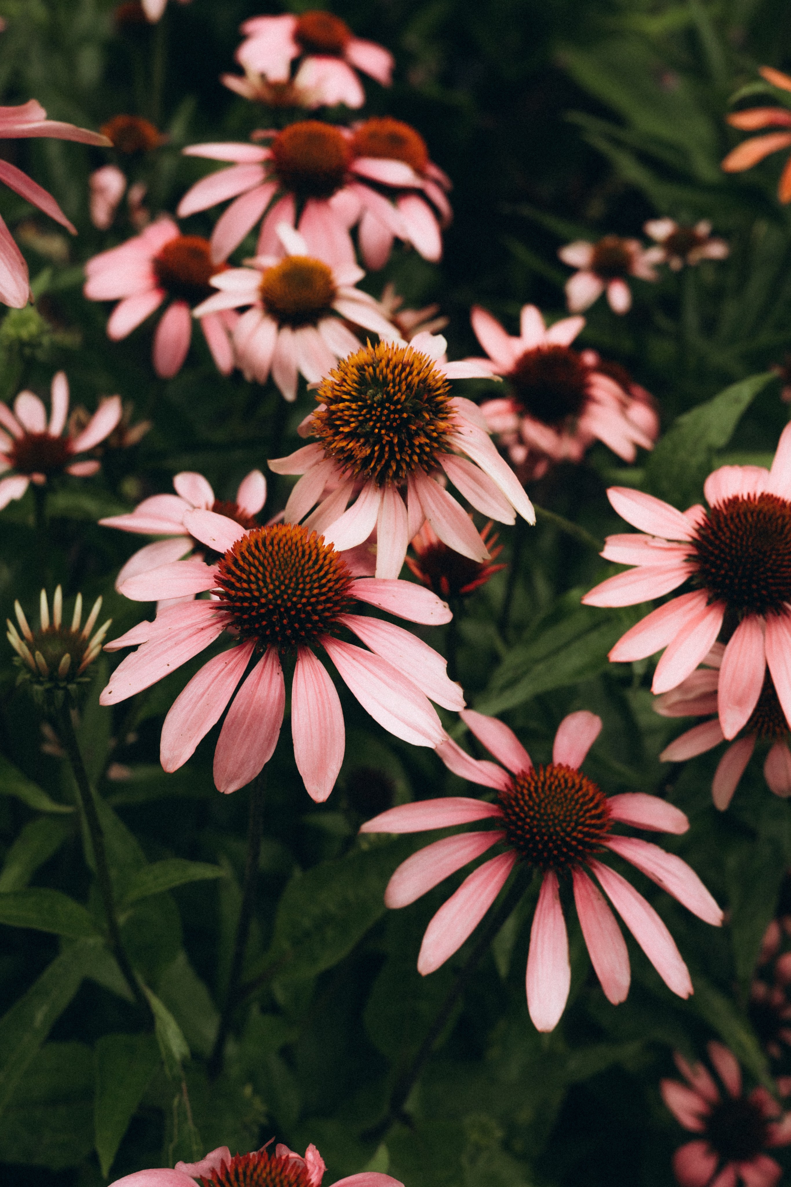 Sandra. Daria Sazanova — Portrait photographer in Bratislava and Vienna