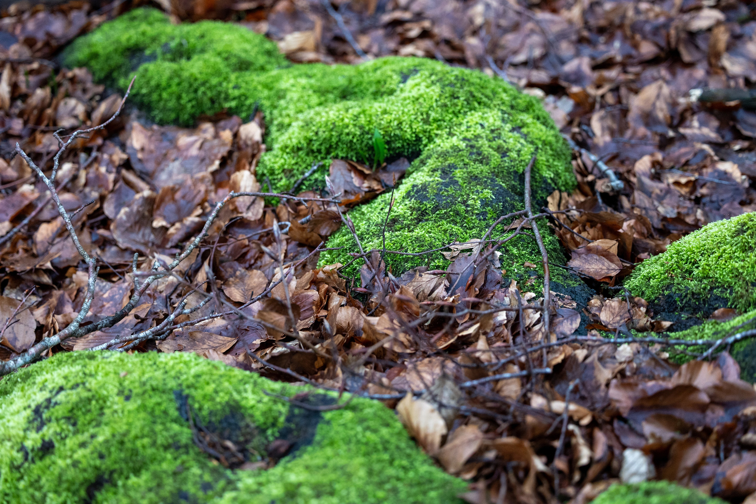 Forår. Fotograf Aarhus | Portrætfoto Århus | Flotte billeder