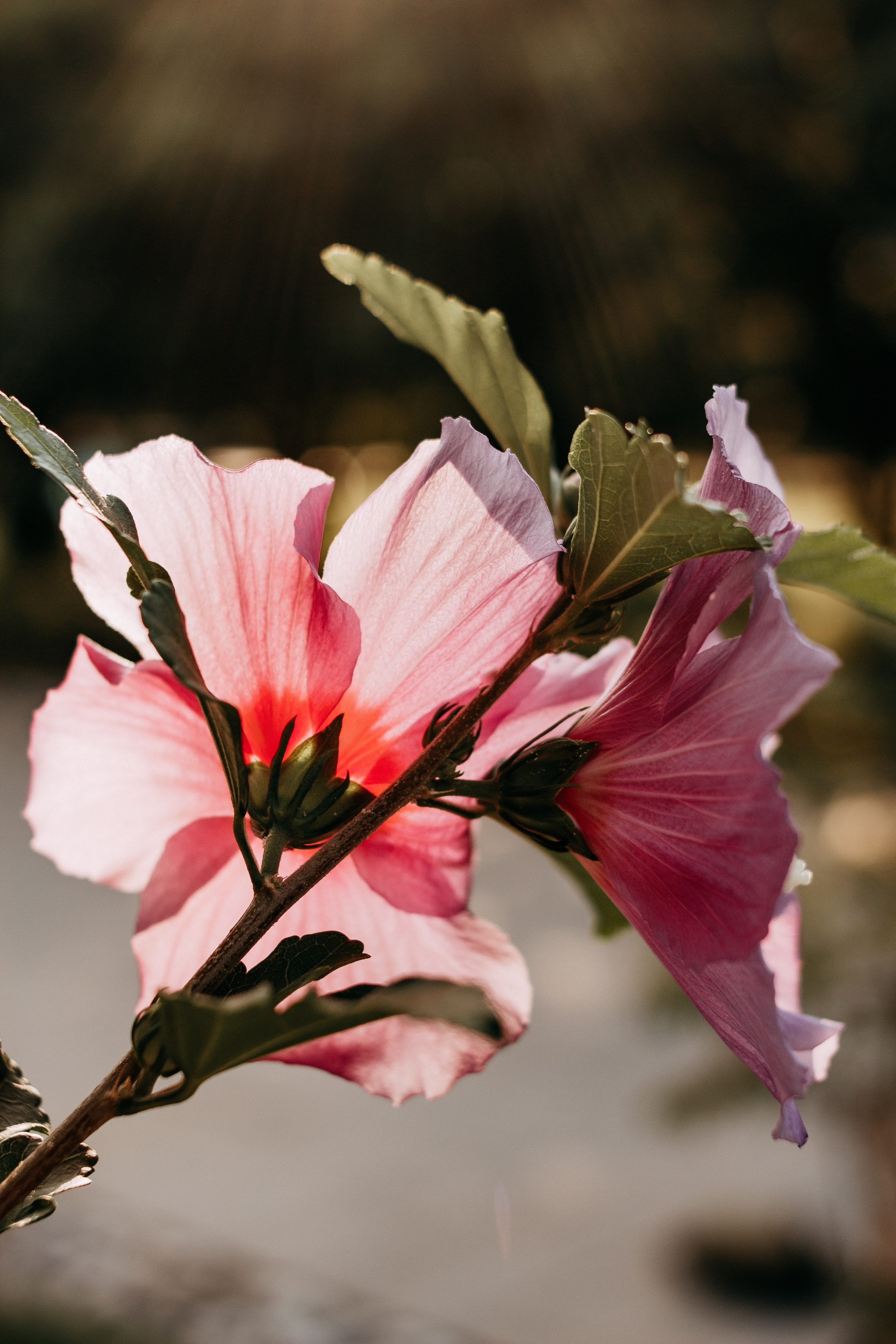 Юля. Wedding and portrait photographer in Beograd Ekaterina Makedonskaya