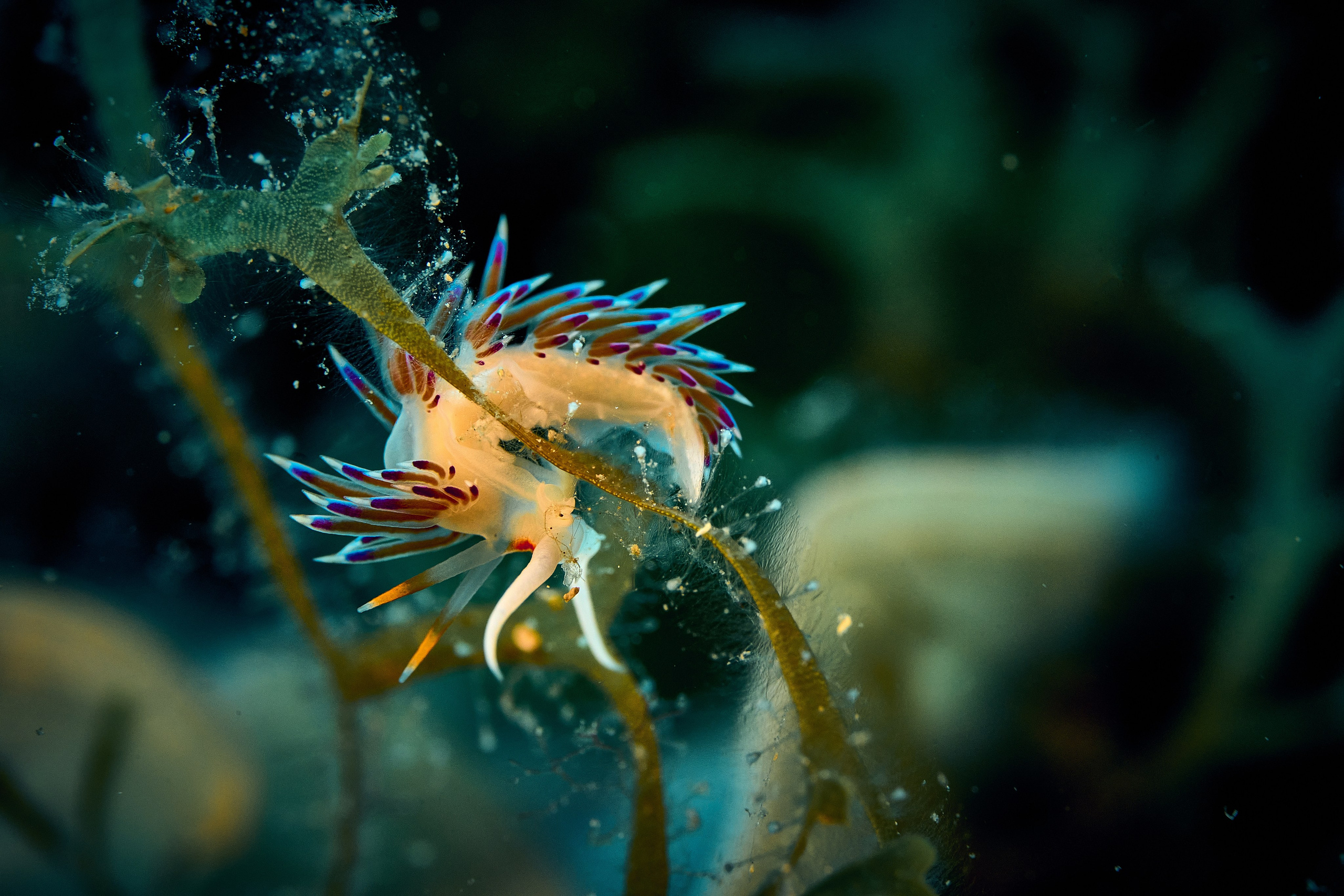 Mieszkańcy mórz. Andriej Szypilow — Photography & Videography