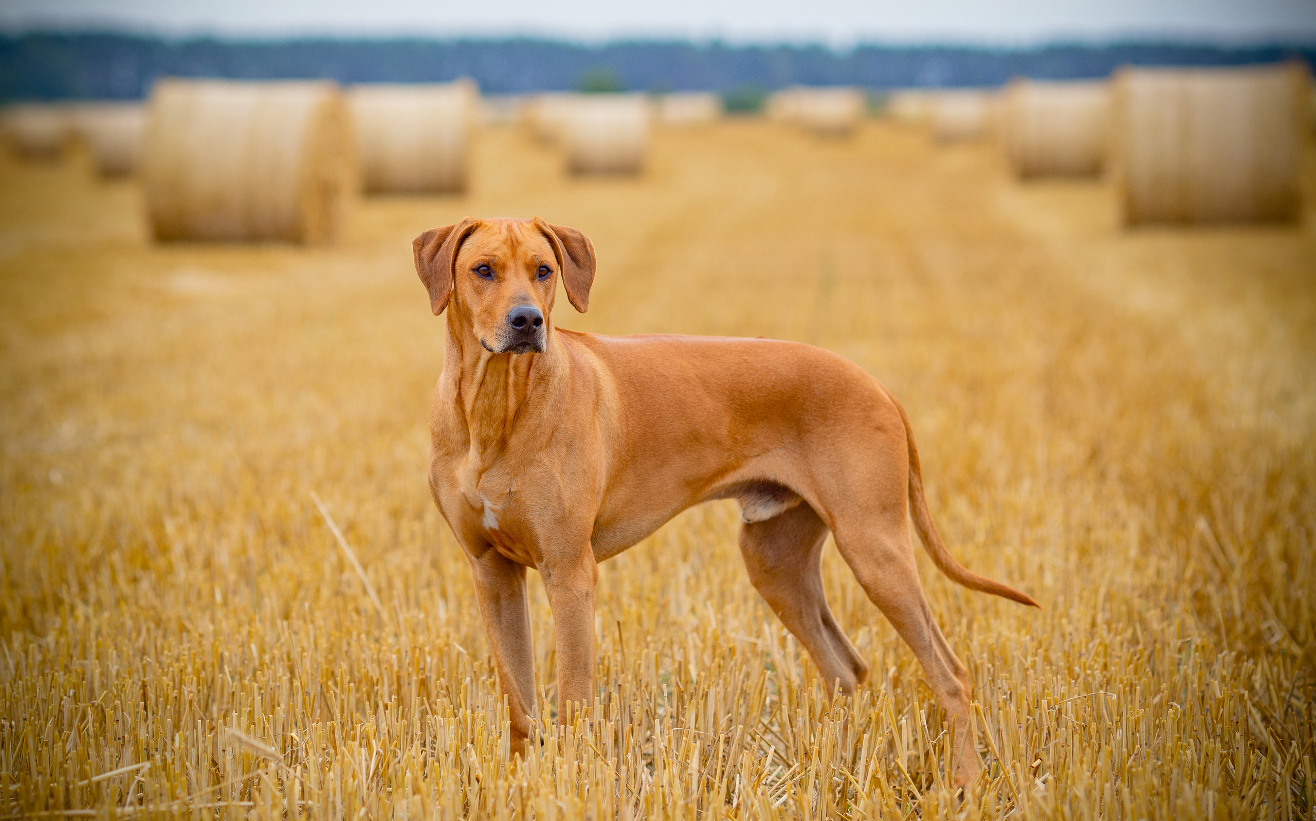 III Peipsi Toidu Tänav 175 km (2020) - minisessioonid Kolkjas 📷. Jkurm Photography — Rovaniemi, Finland and Tartu, Estonia