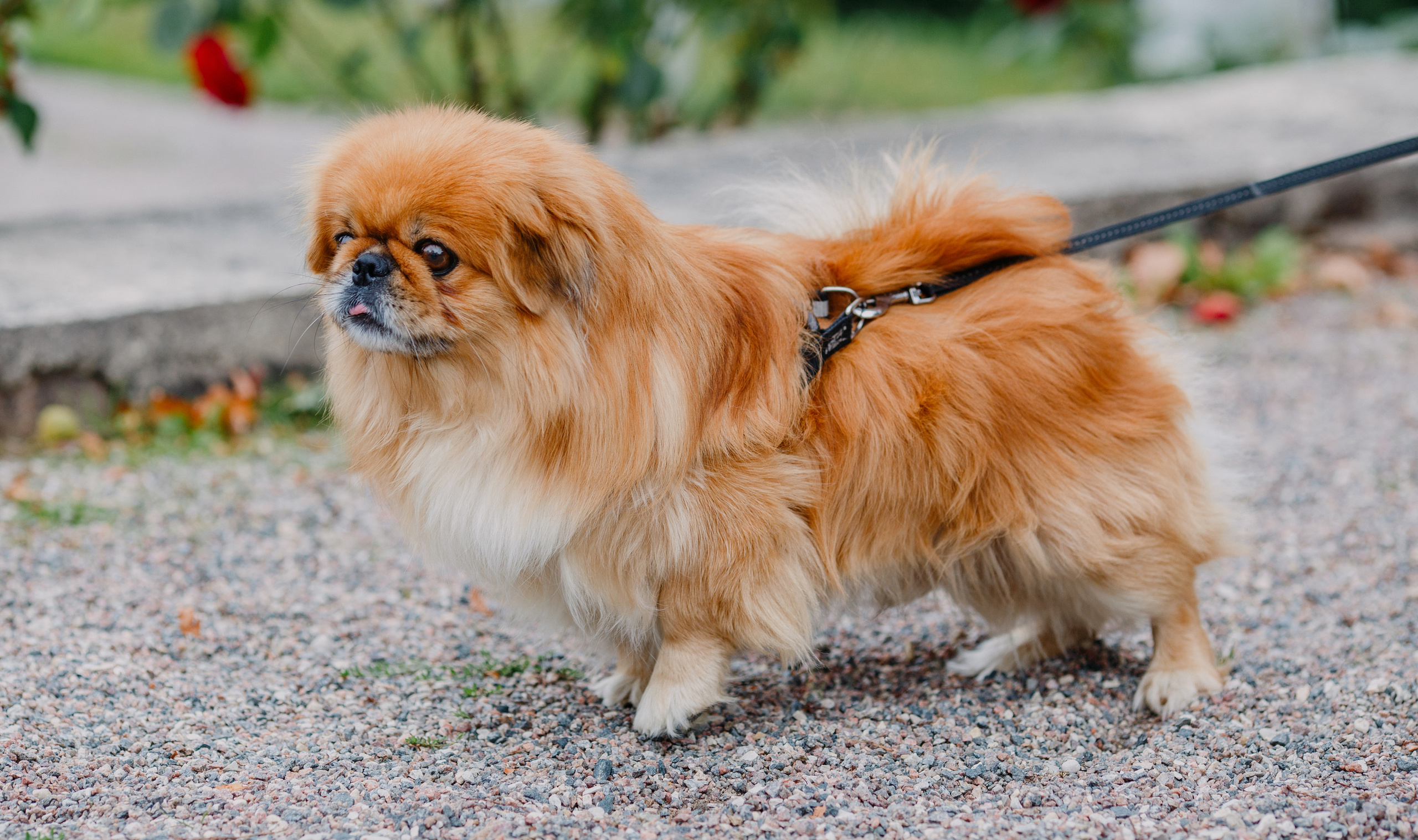 Fotosessioon Alatskivi lossi juures. Jkurm Photography — Rovaniemi, Finland and Tartu, Estonia