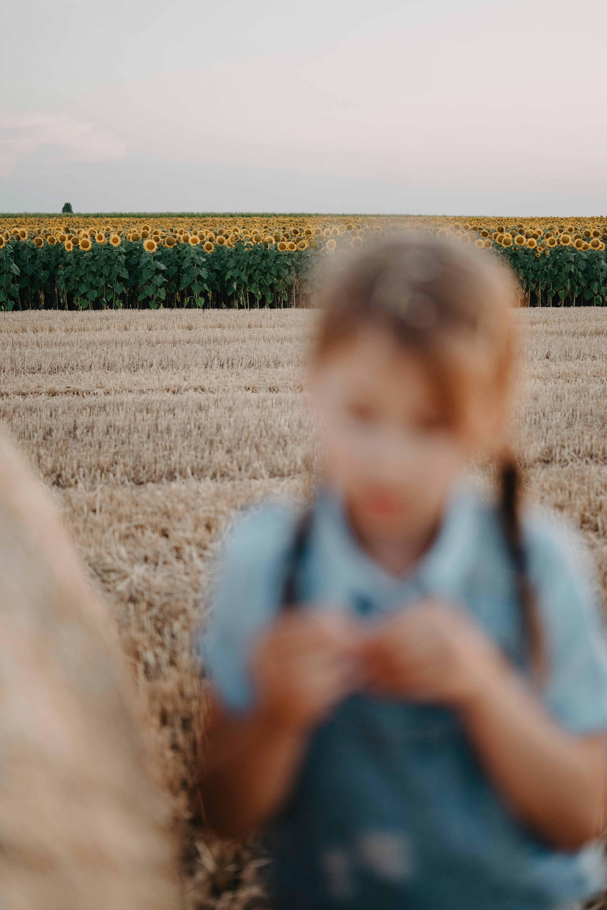 Letnje fotografisanje u polju suncokreta i sena. Deciji i porodicni fotograf u Beogradu Oksana Skendzic
