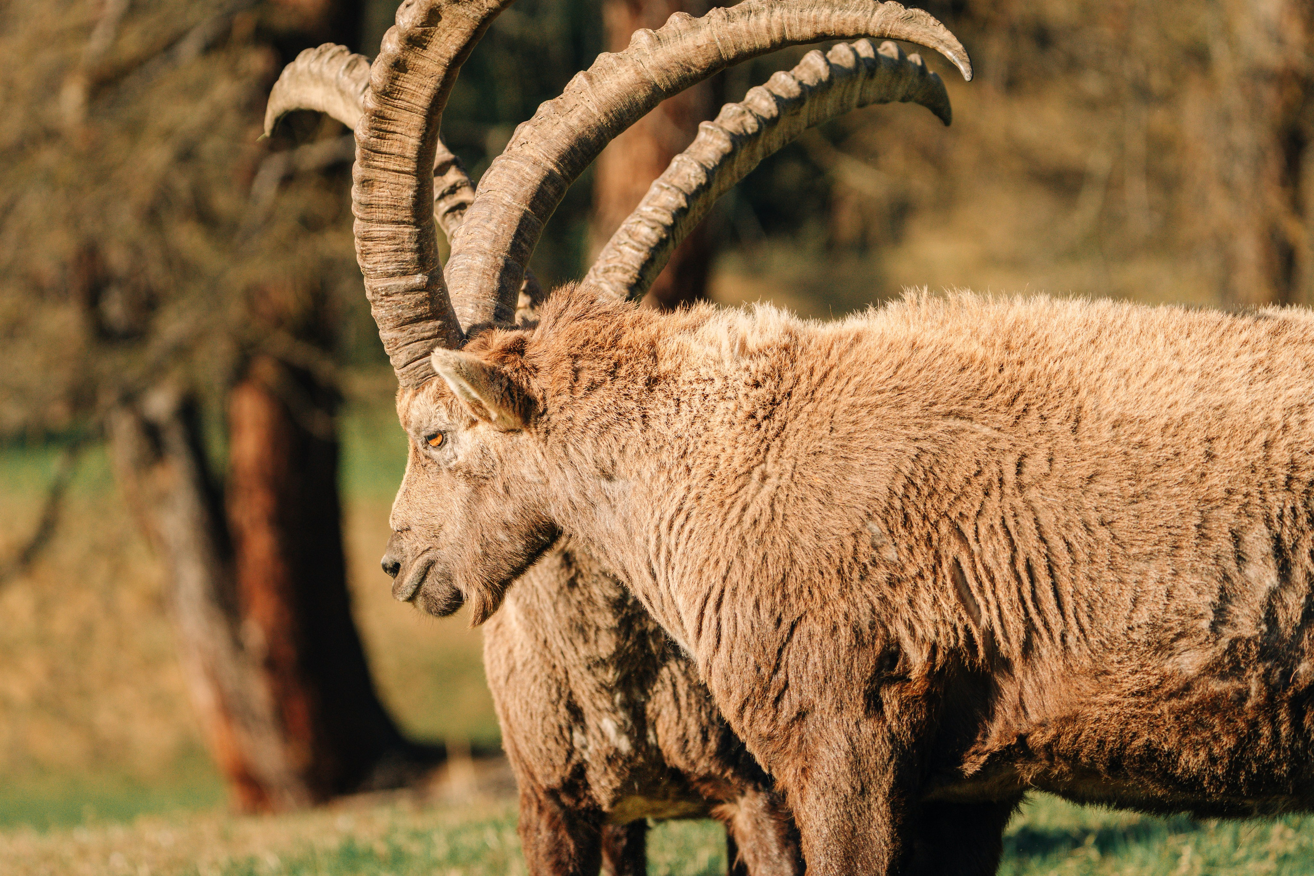 Capricorns in Pontresina. Lutsenko Visuals — Photography & Visual Content