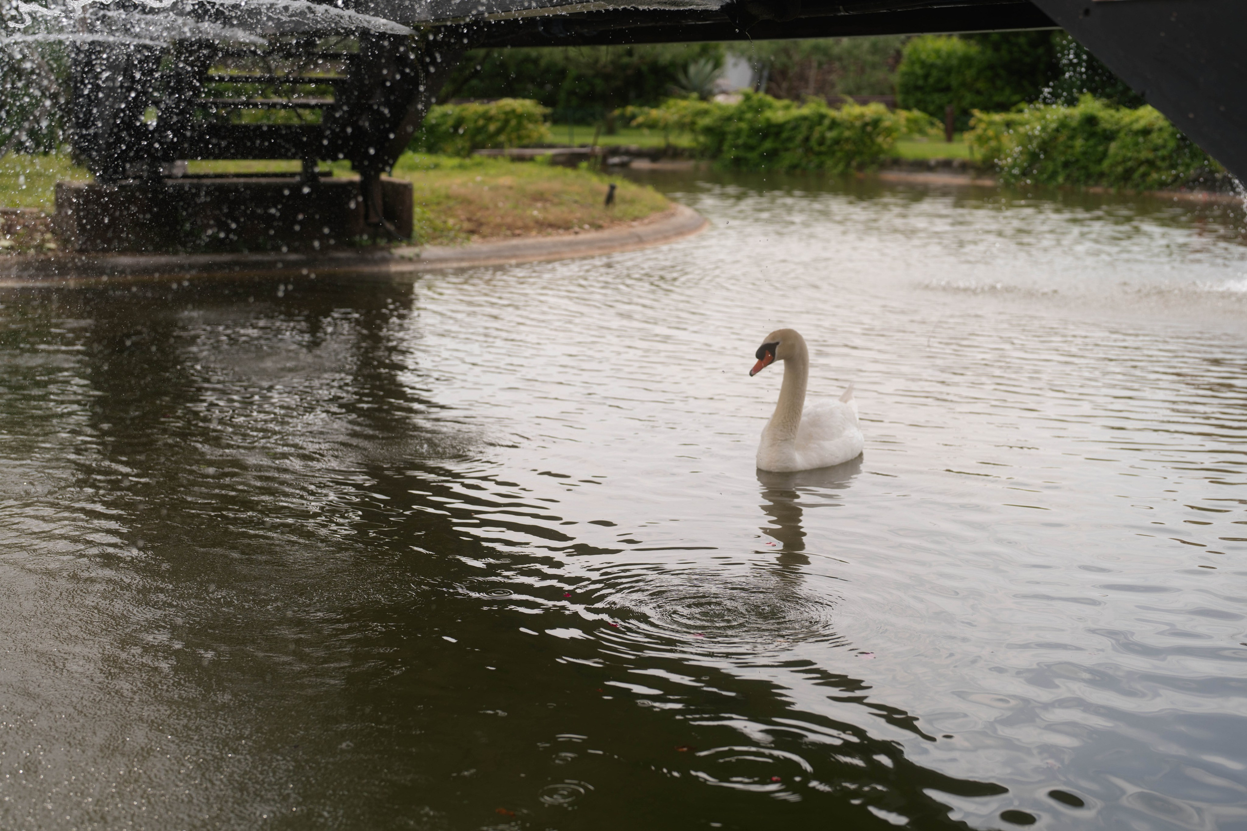 Cosmin & Georgiana. Studio Timis