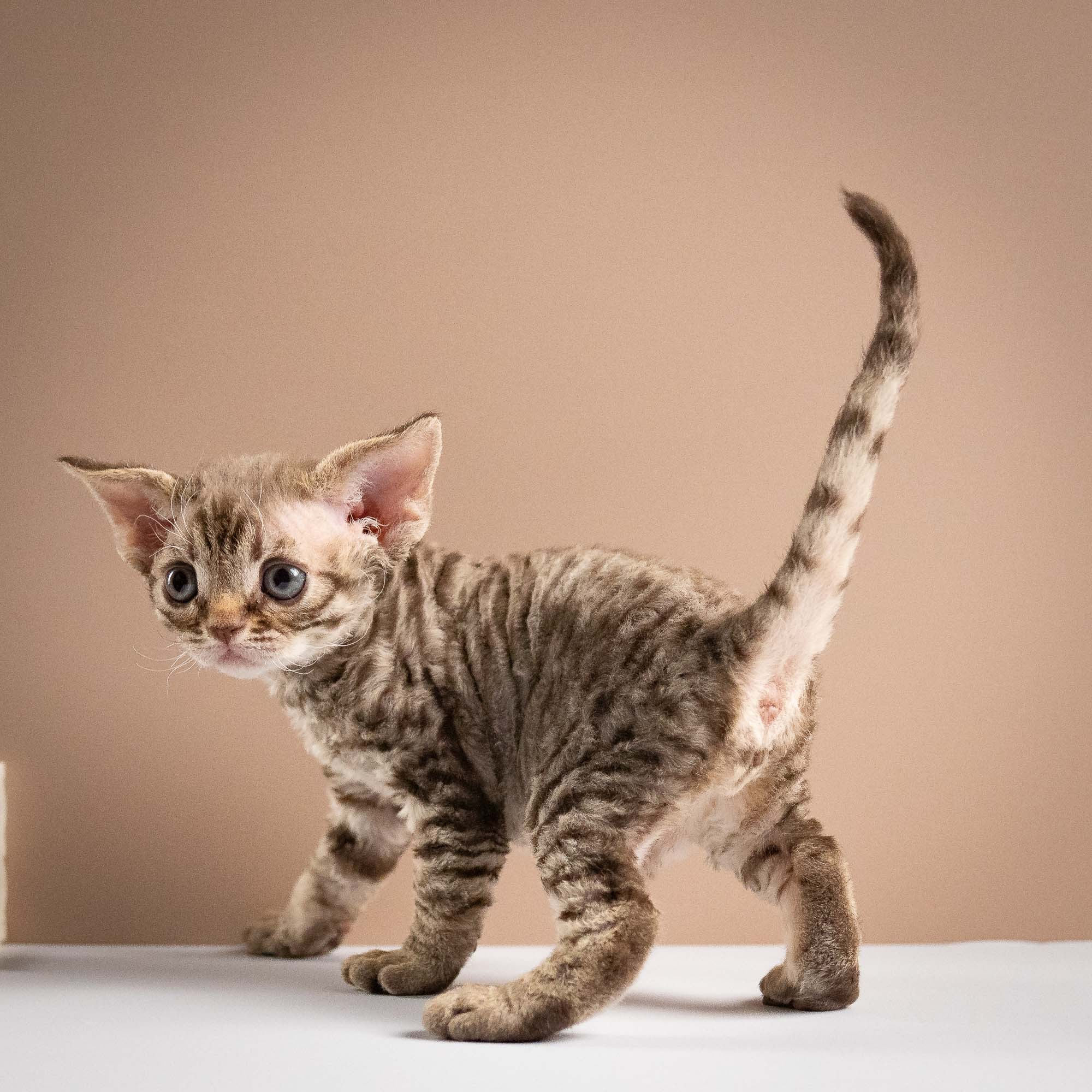 Ostap, boy, born 02.08.26. Devon Rex Pixie Cattery