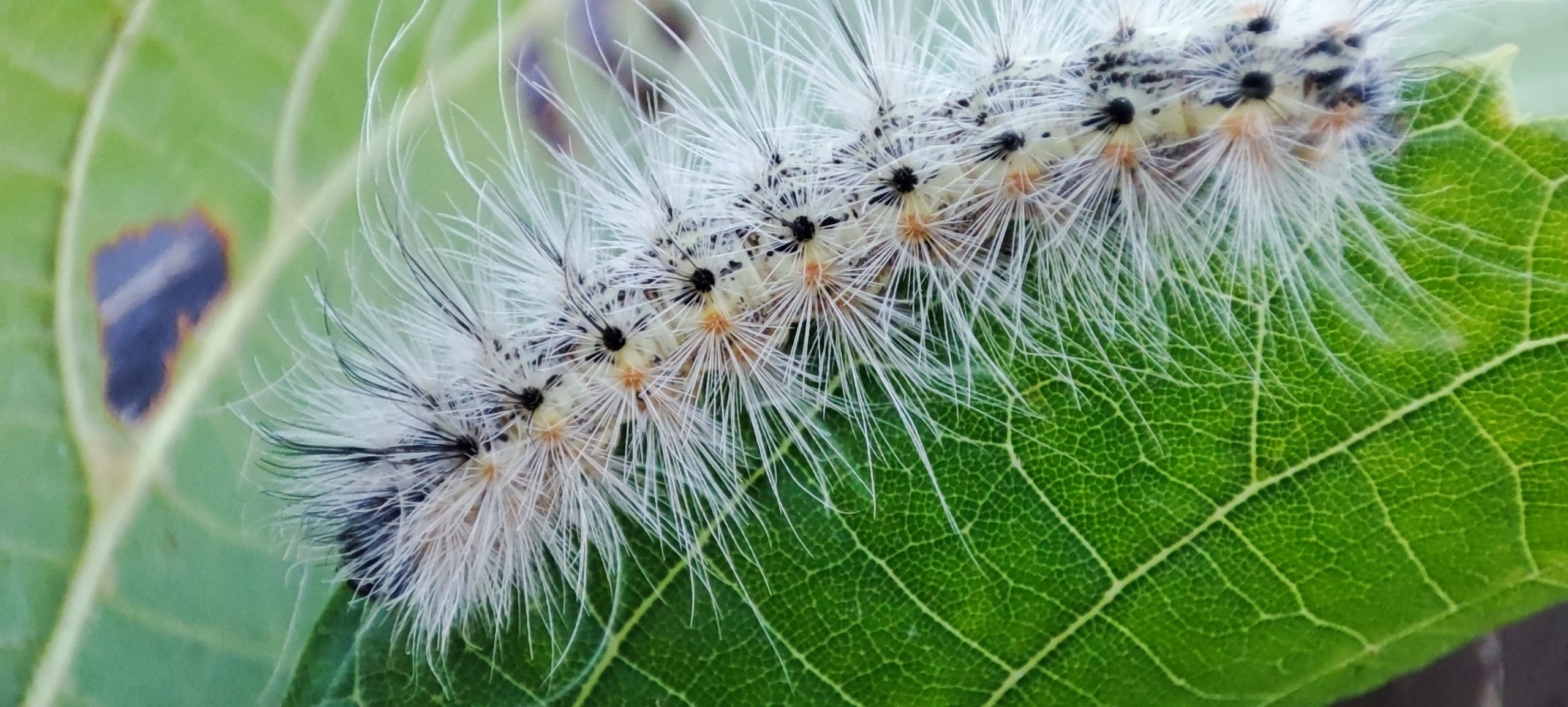 Fotografie Macro~ Close up. Andreea Ivan art-Fotograf Constanta, Fotograf profesionist Constanta, Fotograf de nunta Constanta, botez, sedinte foto cu tematica, portret