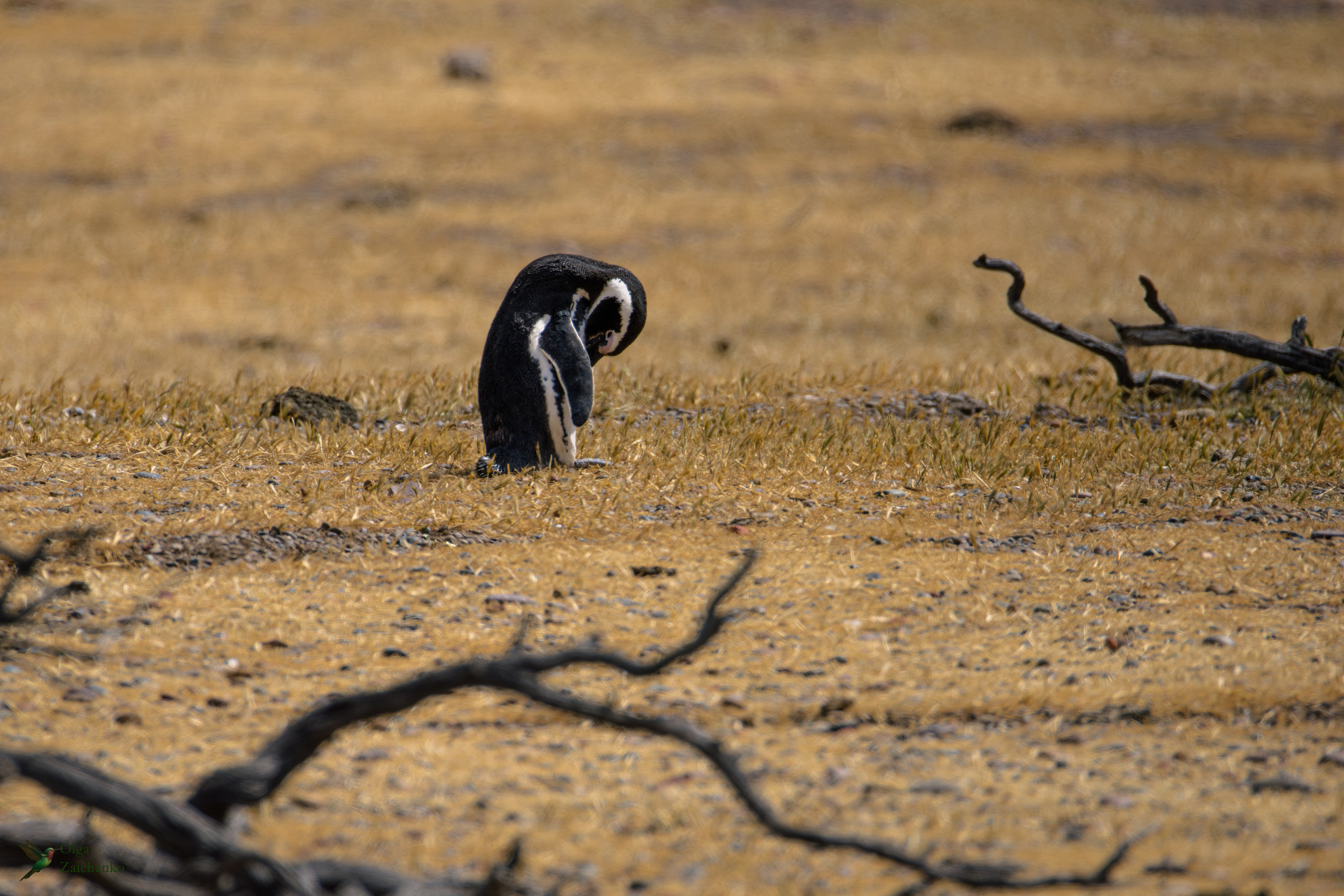Магелланов пингвин