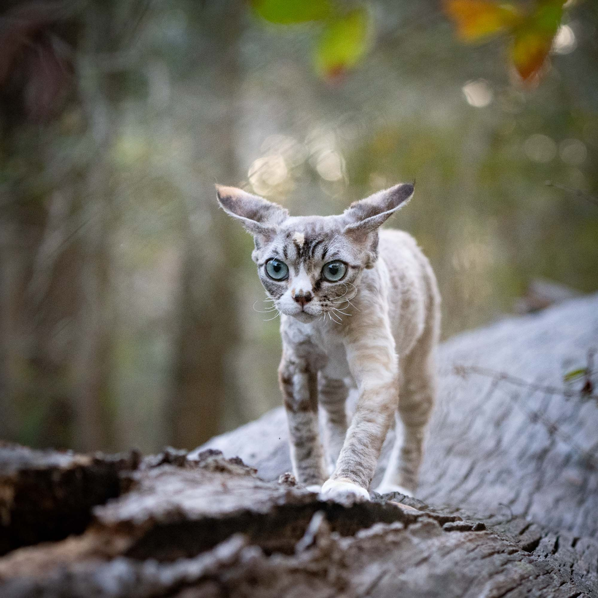 Kasia,  girl, born 07.02.2025. Devon Rex Pixie Cattery