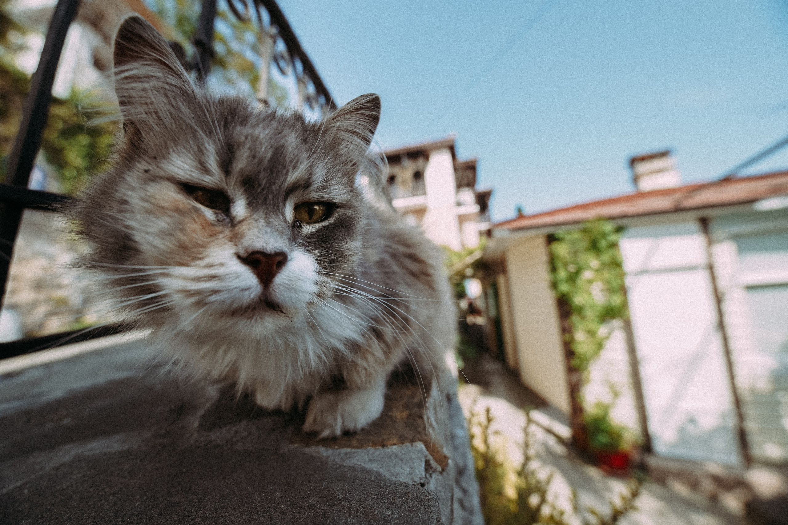 Кот шпедингера. Стрит-фотография, полная абсурда, идиотизма и красоты