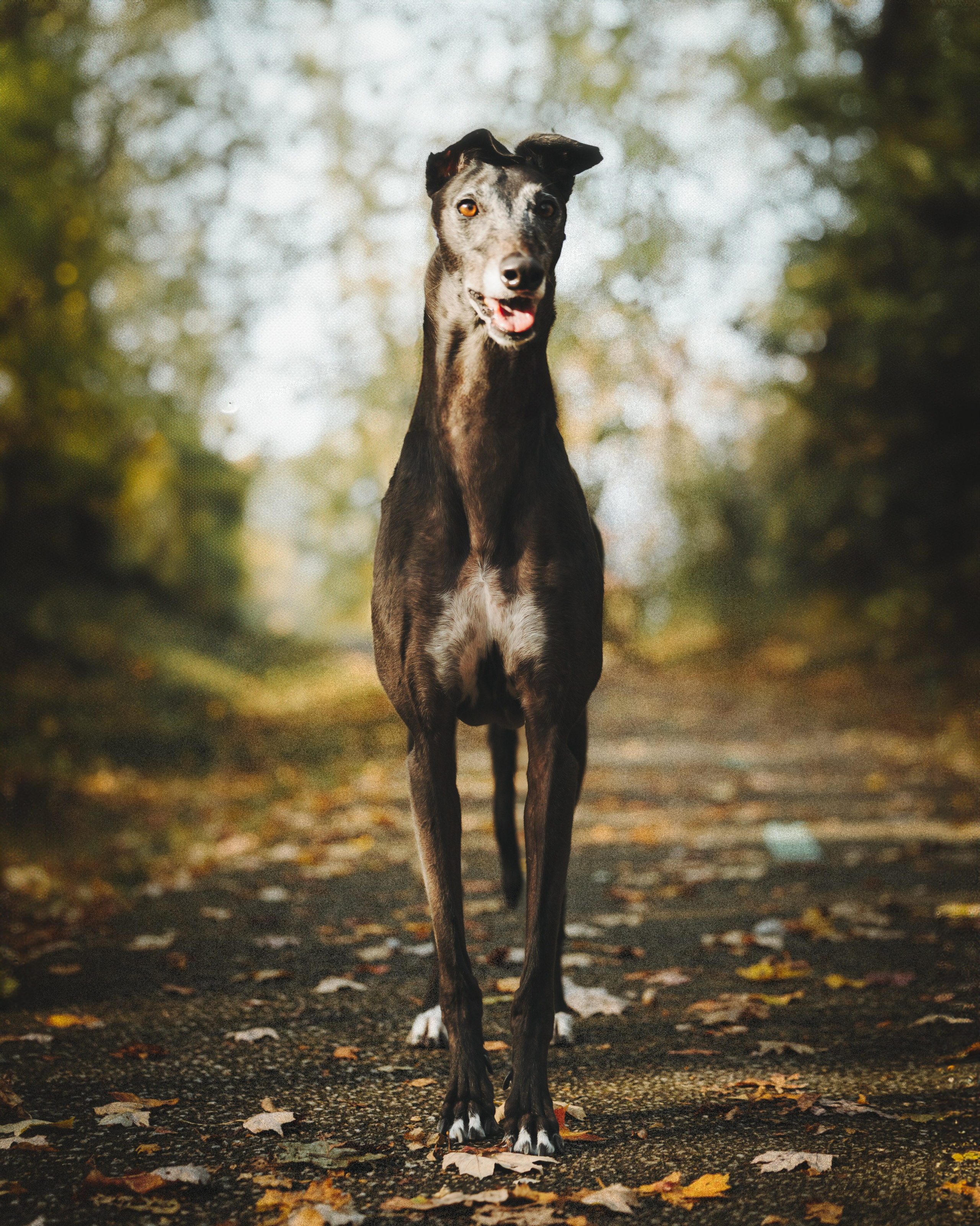 Tilly, Kati & Landon. Pet Photographer Viktoriya Aleshenko