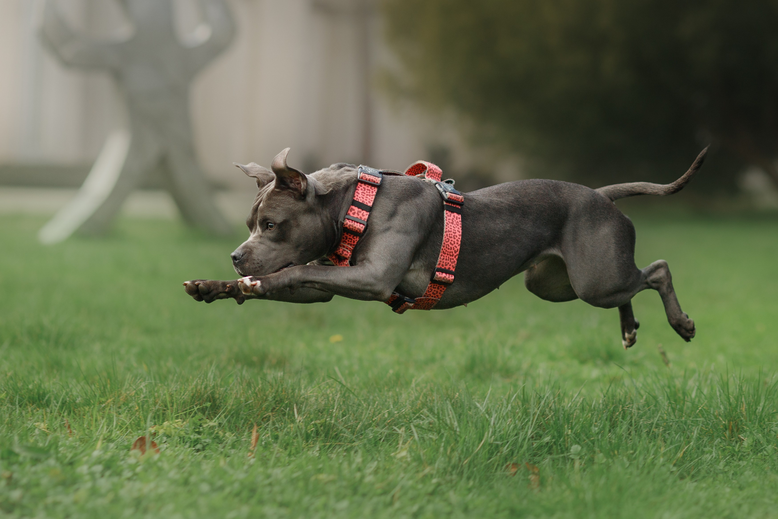 Bombka. Kaja | fotograf we Wrocławiu | ludzie i psy