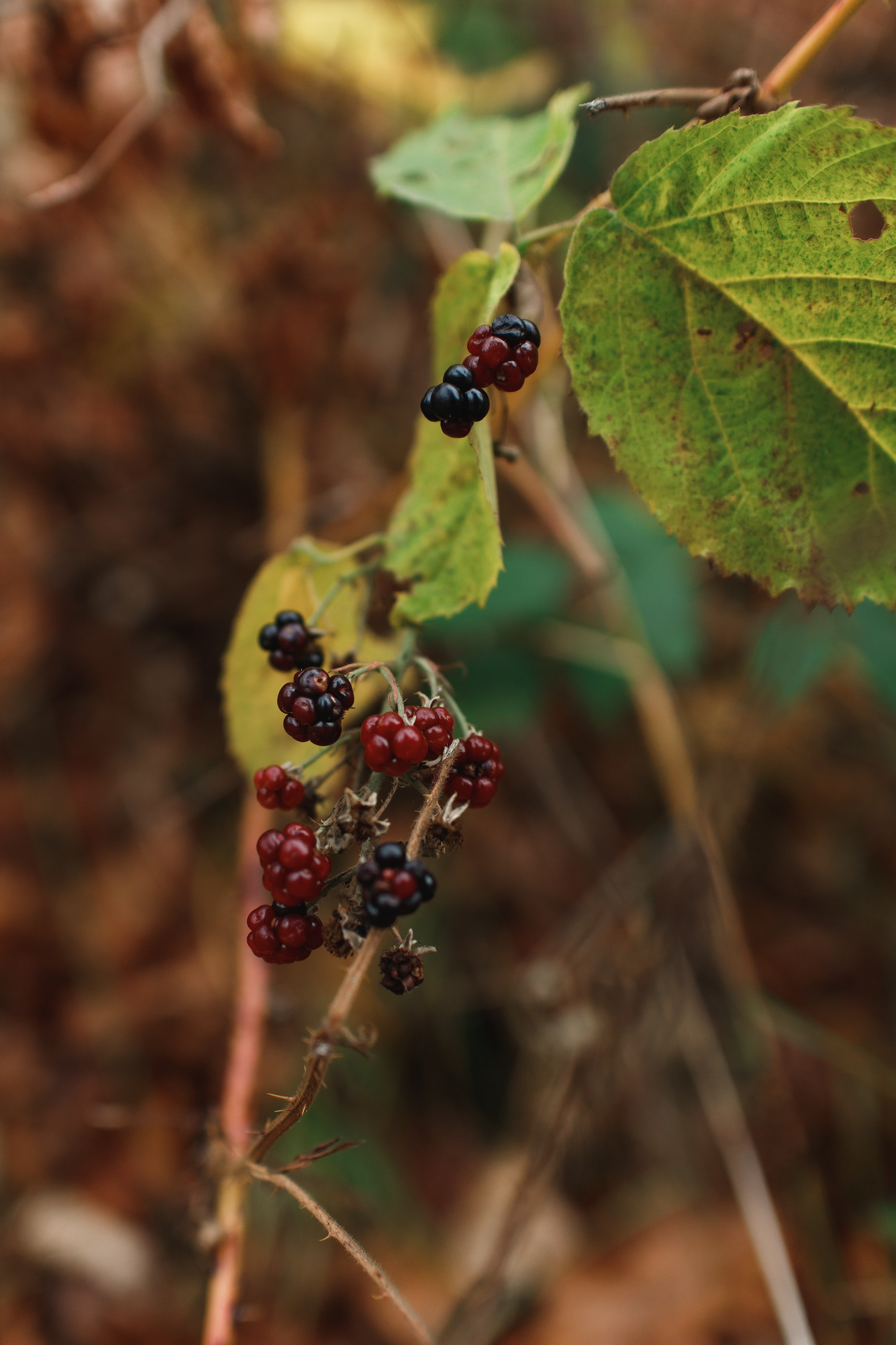 Sowie góry. Kaja | fotograf we Wrocławiu | ludzie i psy