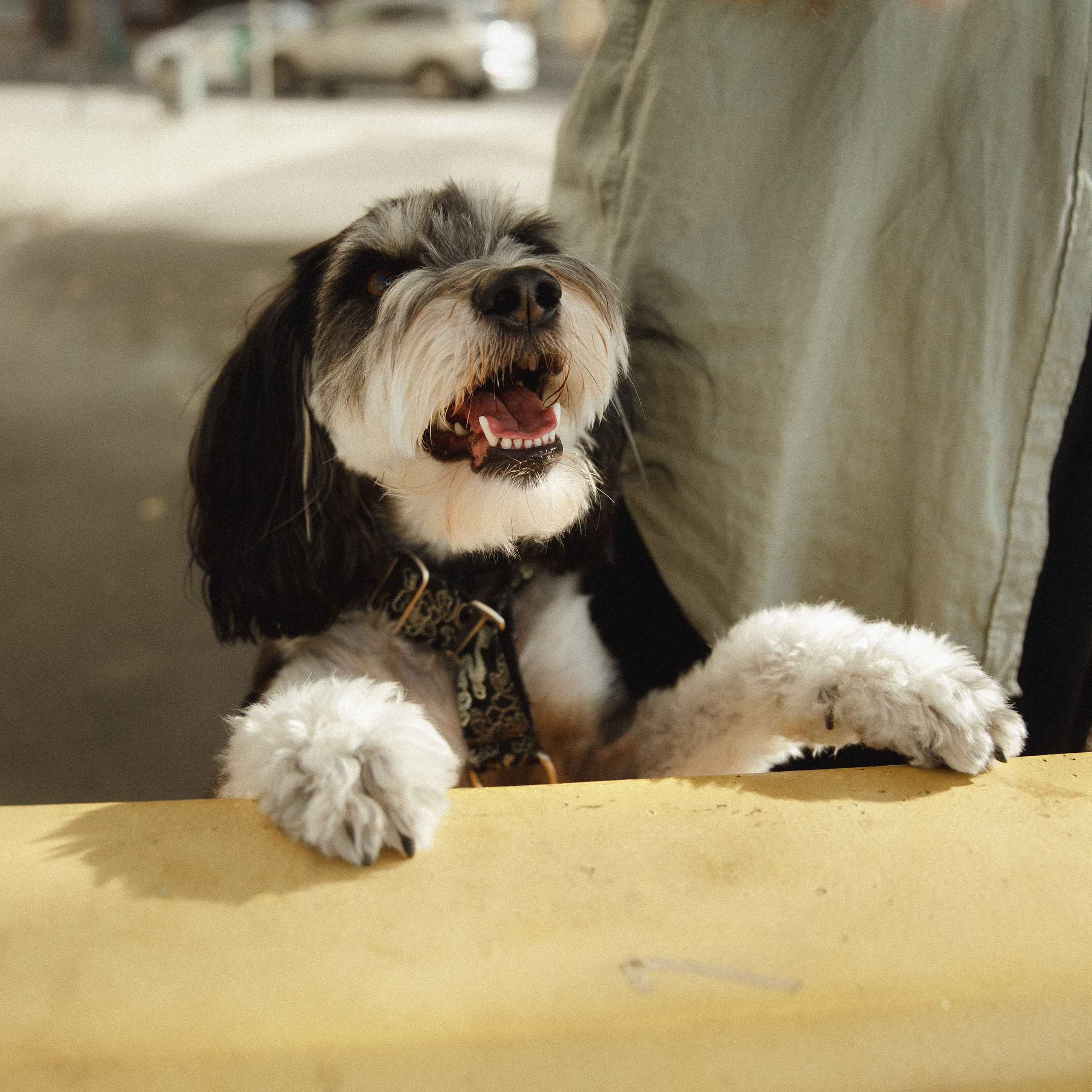 Lera & Flora. Kaja | fotograf we Wrocławiu | ludzie i psy