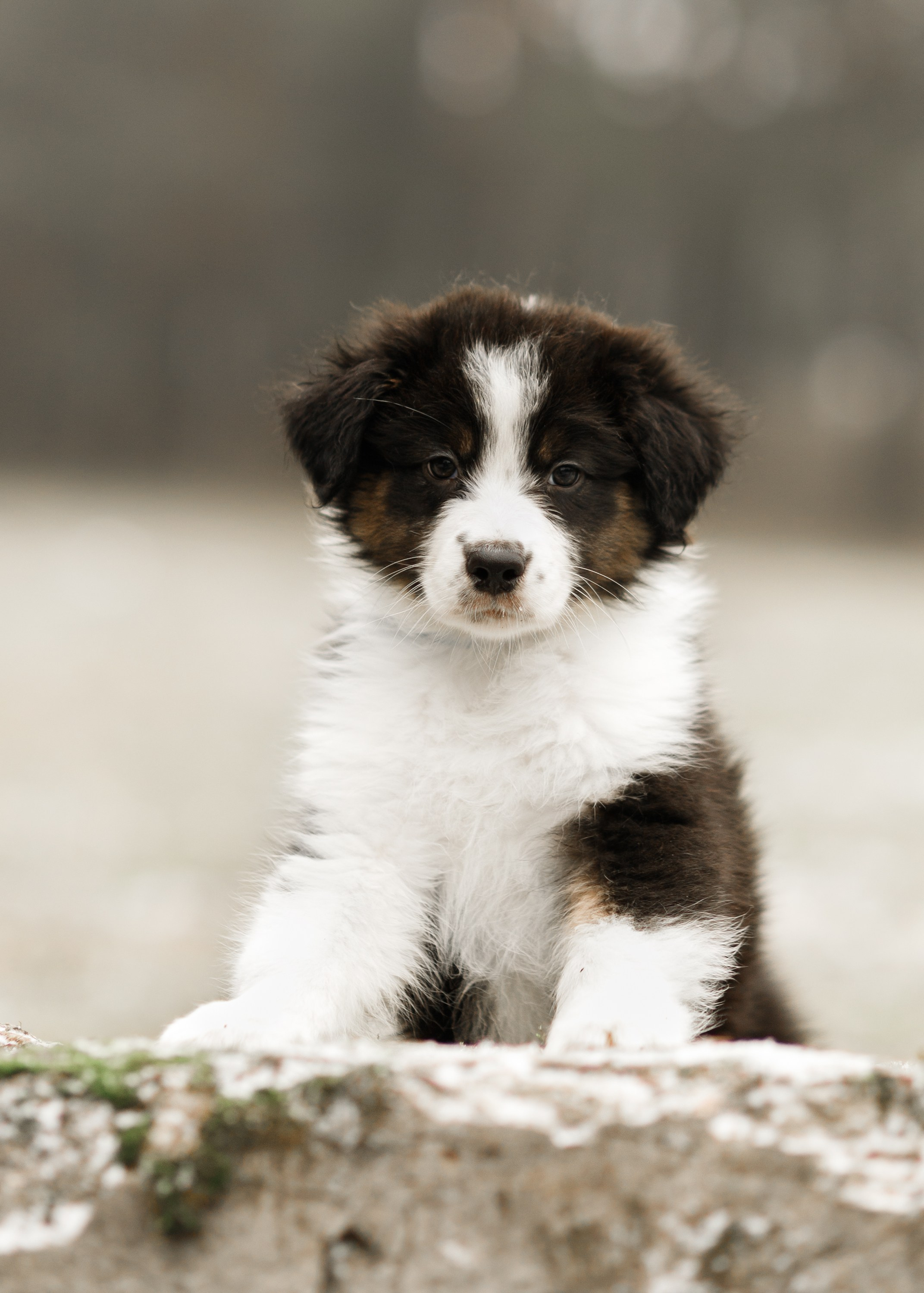 Pack of aussie puppies. Kaja | fotograf psów we Wrocławiu