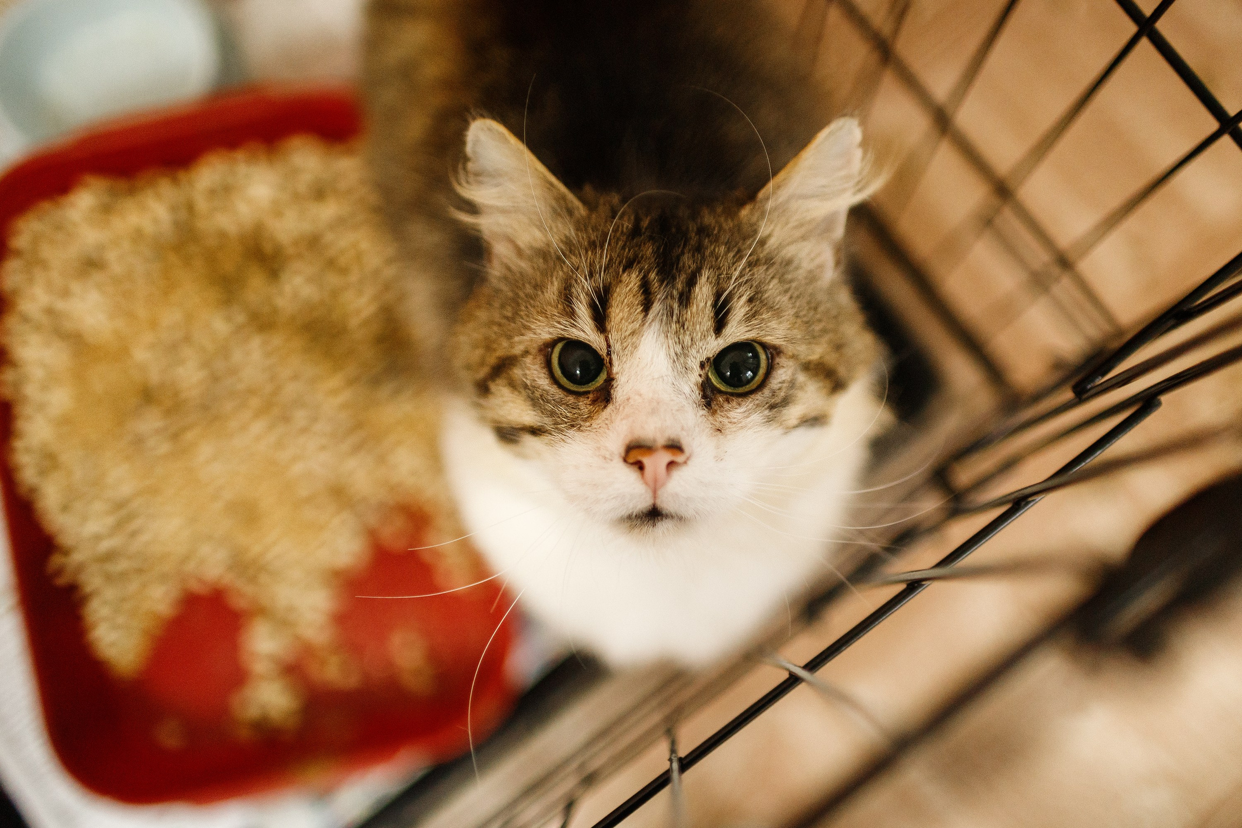 Shelter's cats for adoption. Kaja | fotograf we Wrocławiu | ludzie i psy