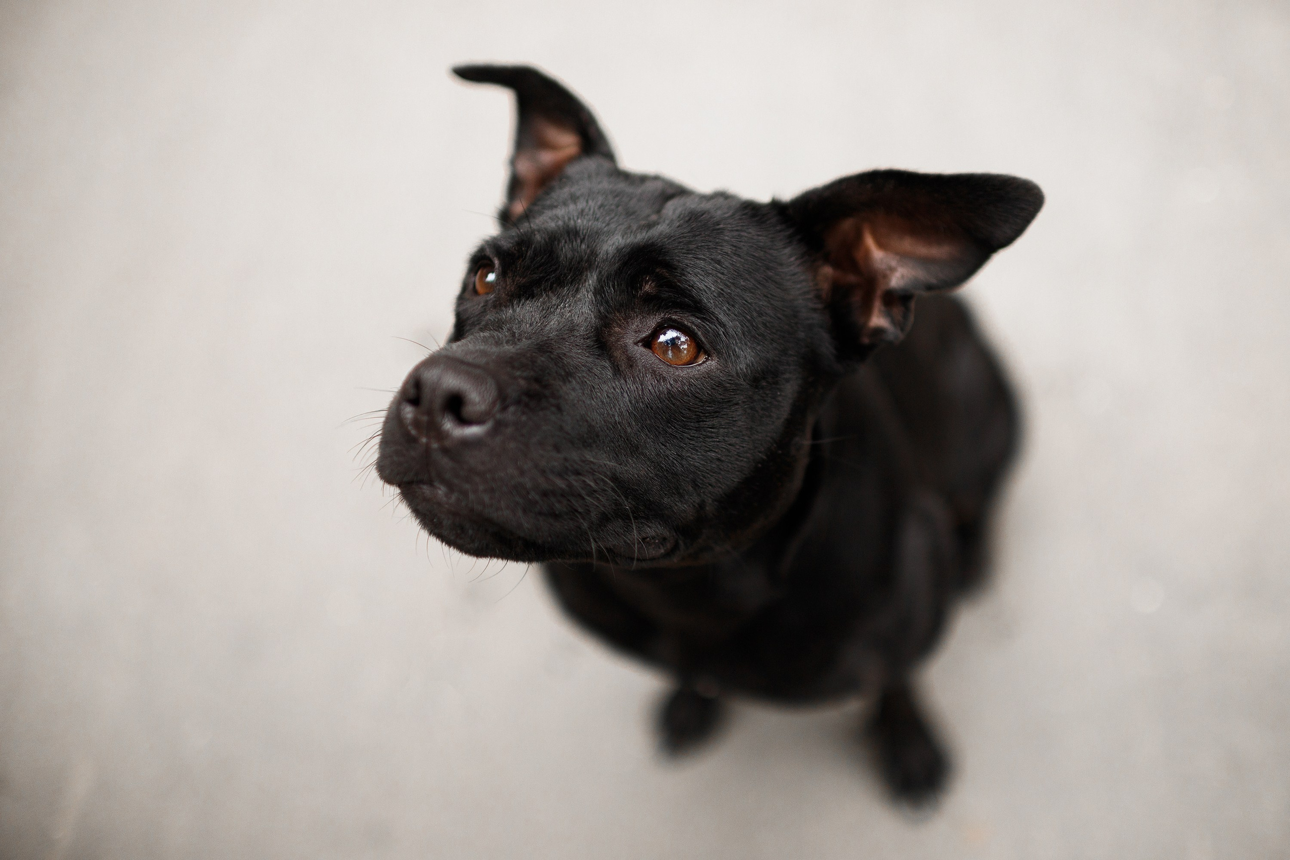 Staffy Yosia. Kaja | fotograf we Wrocławiu | ludzie i psy