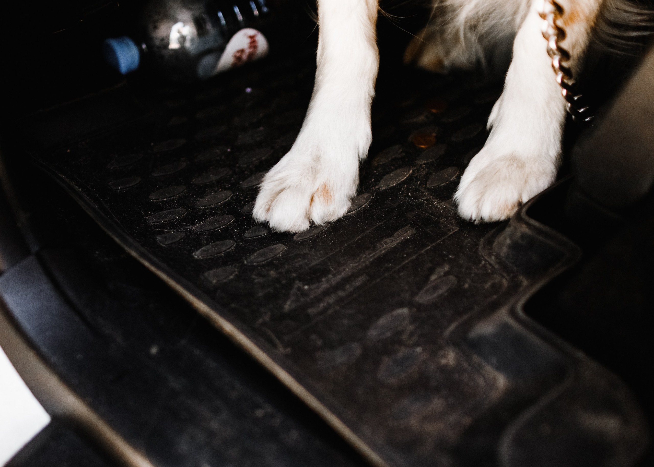 Dog trainer blog content. Kaja | fotograf we Wrocławiu | ludzie i psy